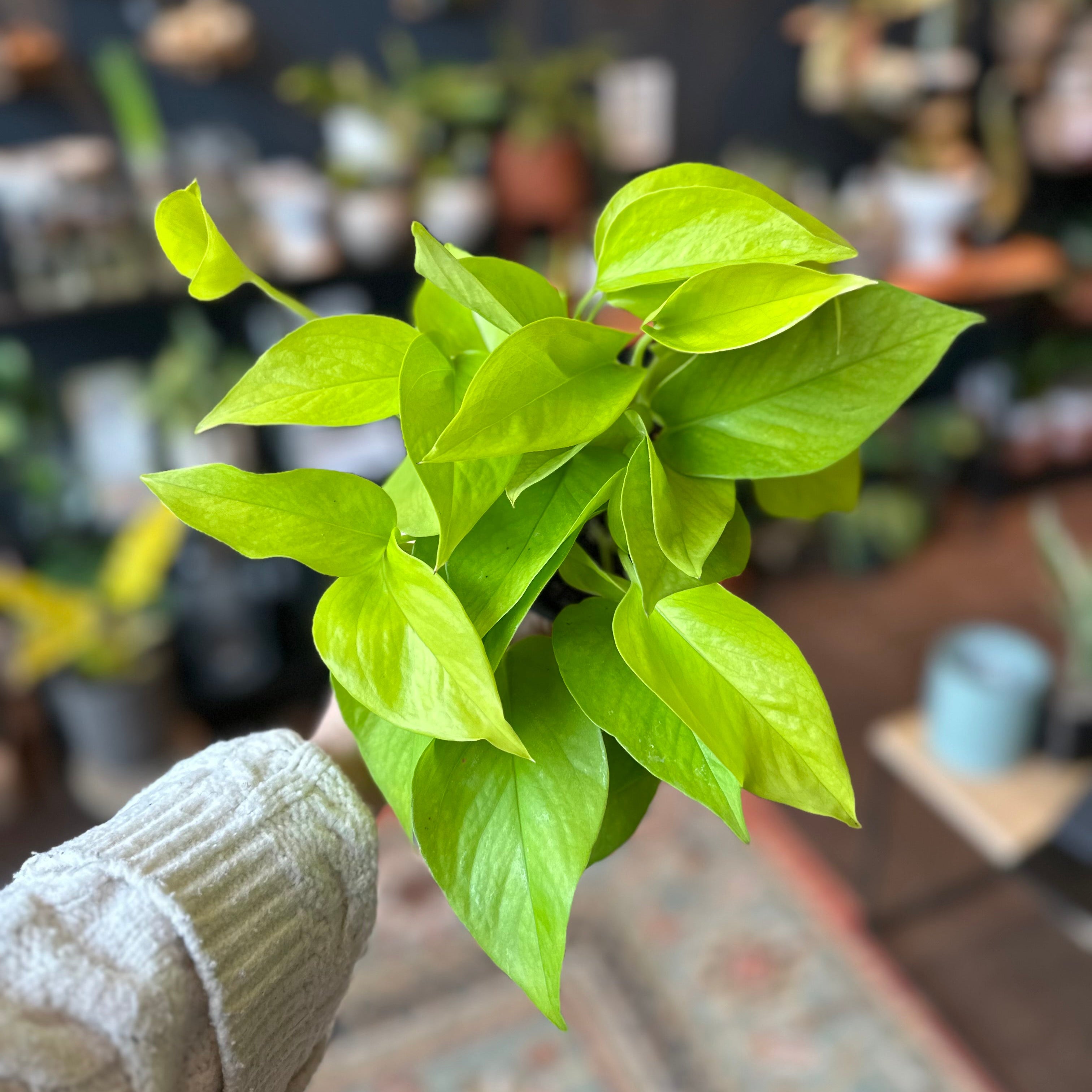 4" Pothos 'Neon'