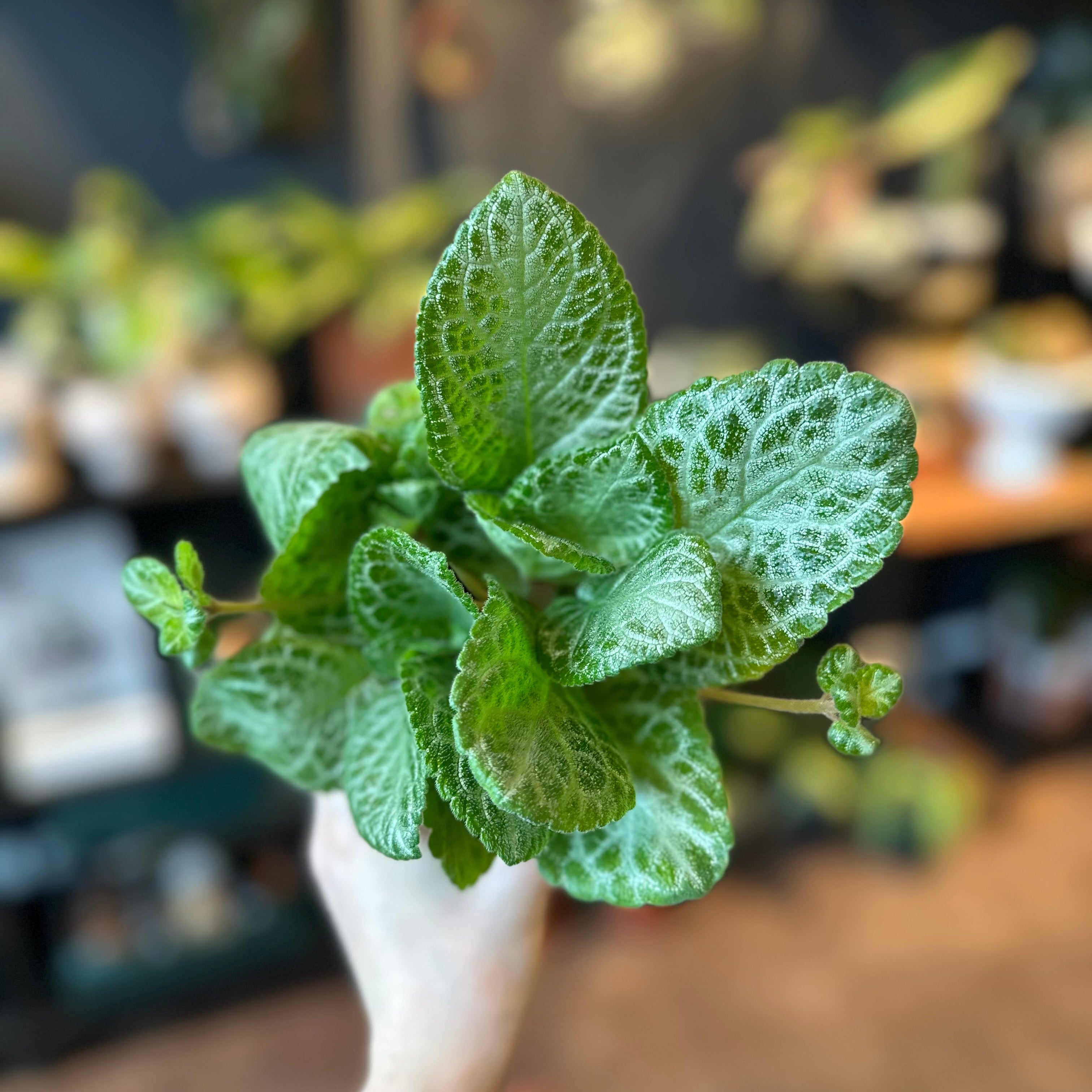 4" Episcia 'Faded Jade'