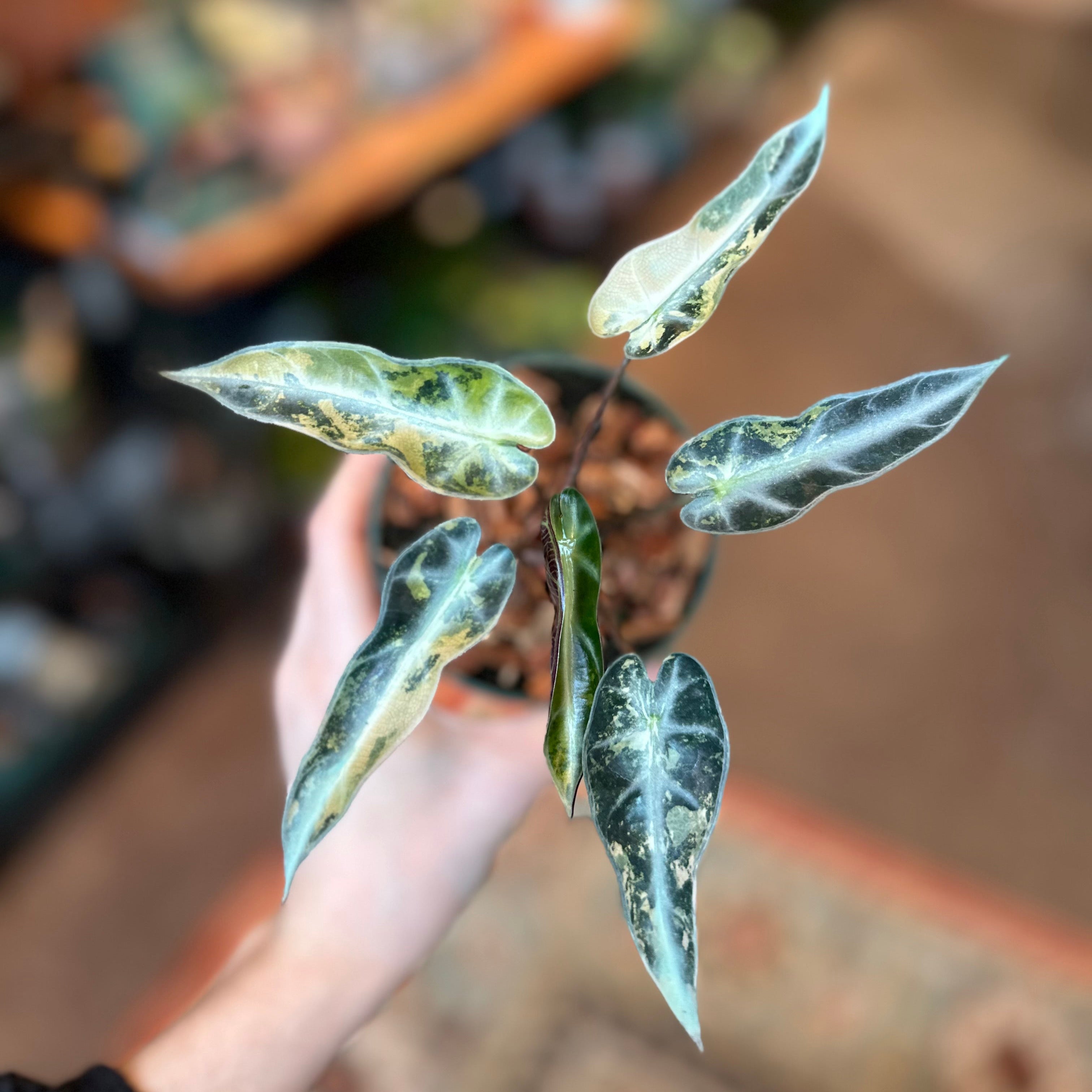 4" Alocasia 'Bambino Aurea'