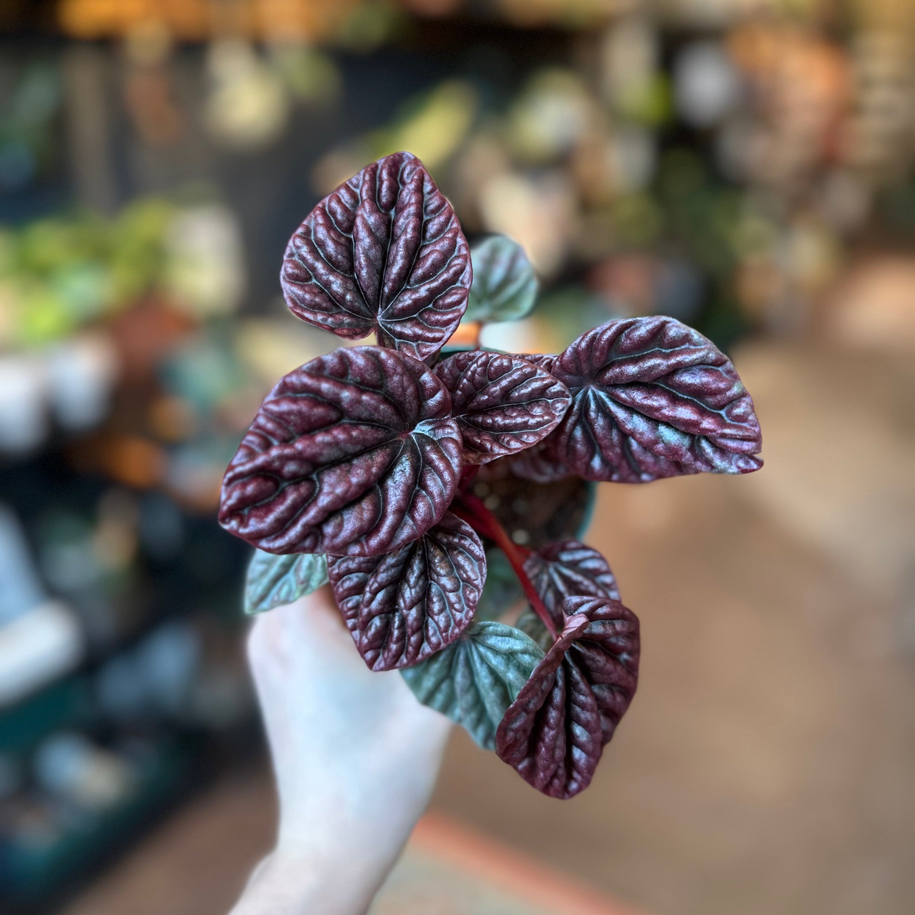 4" Peperomia 'Luna Red & Grey'