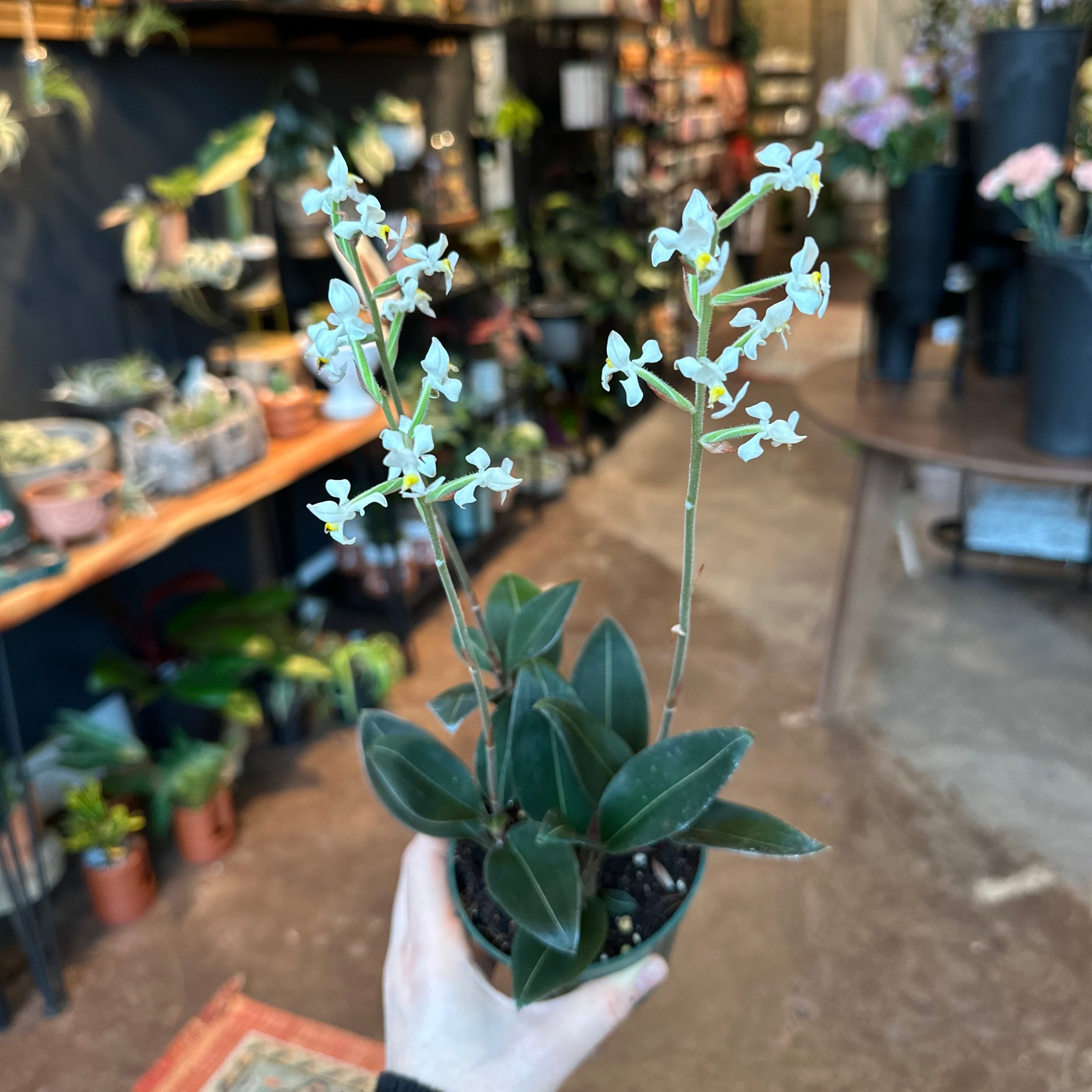 4" Ludisia discolor 'Black Jewel Orchid'