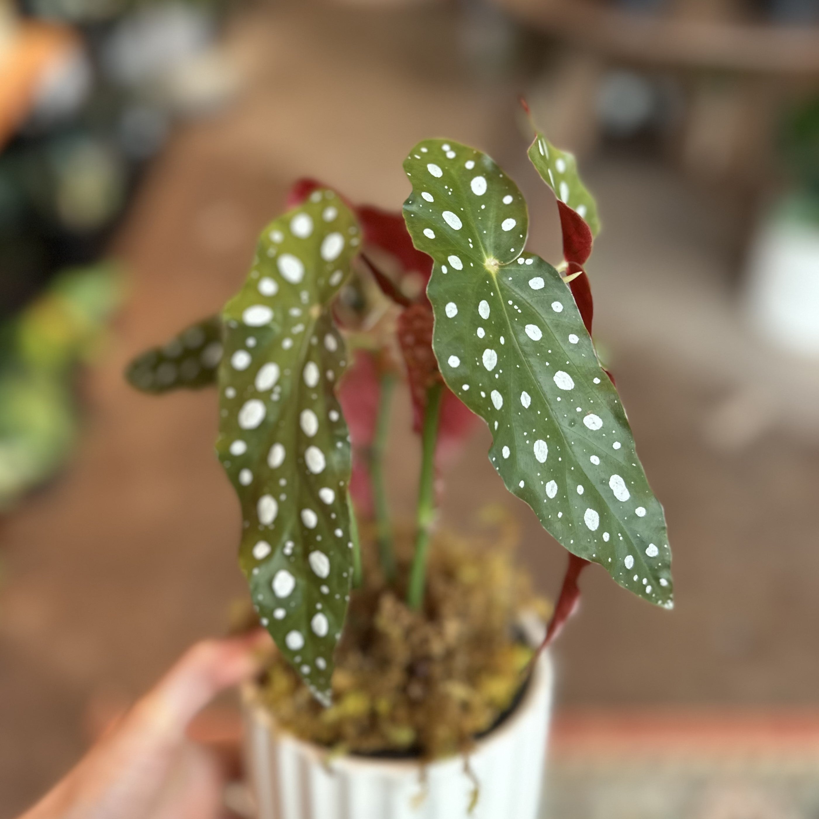 4" Begonia Maculata