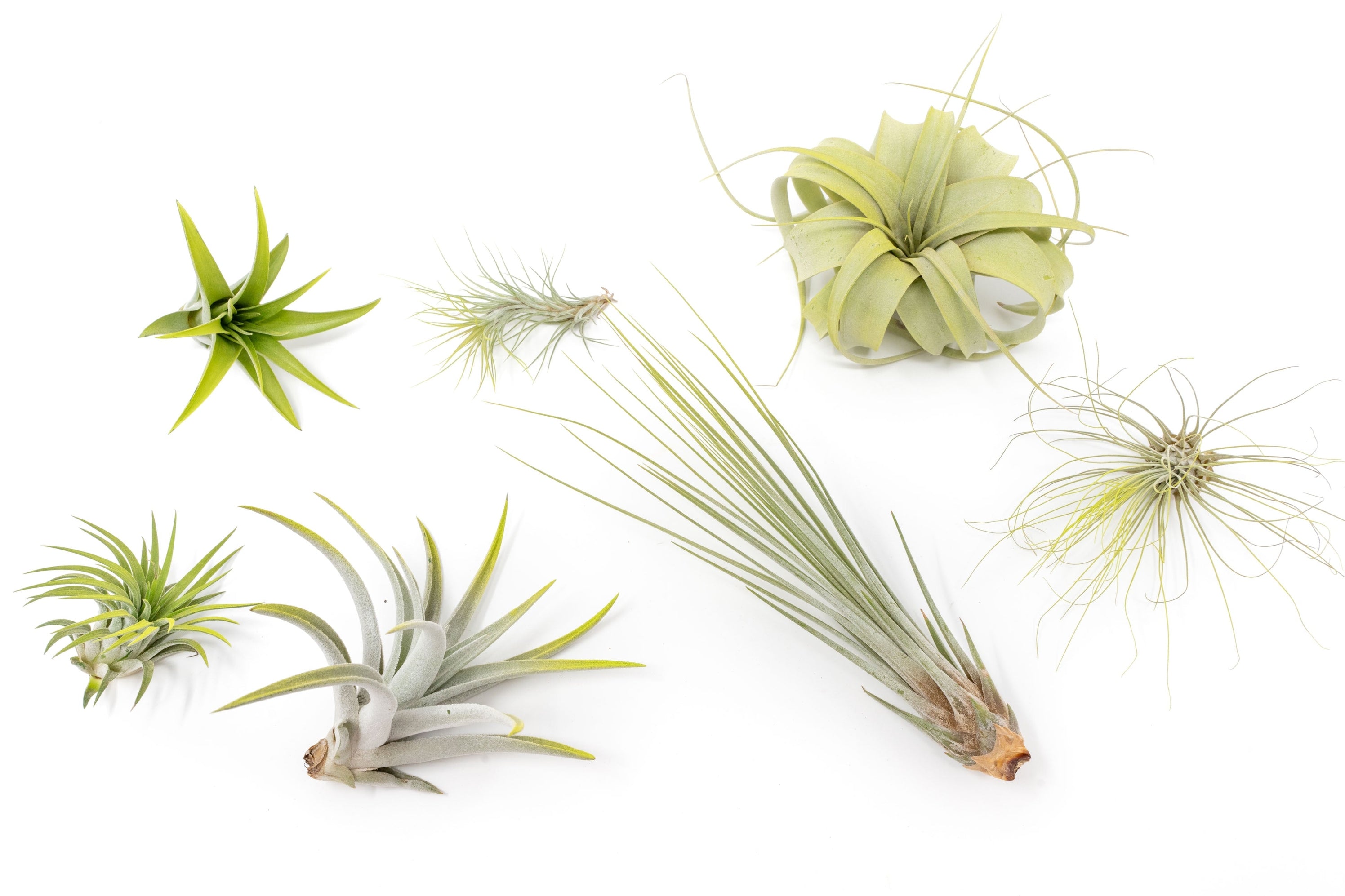 Air Plant | Low-Maintenance Indoor Plant Decor