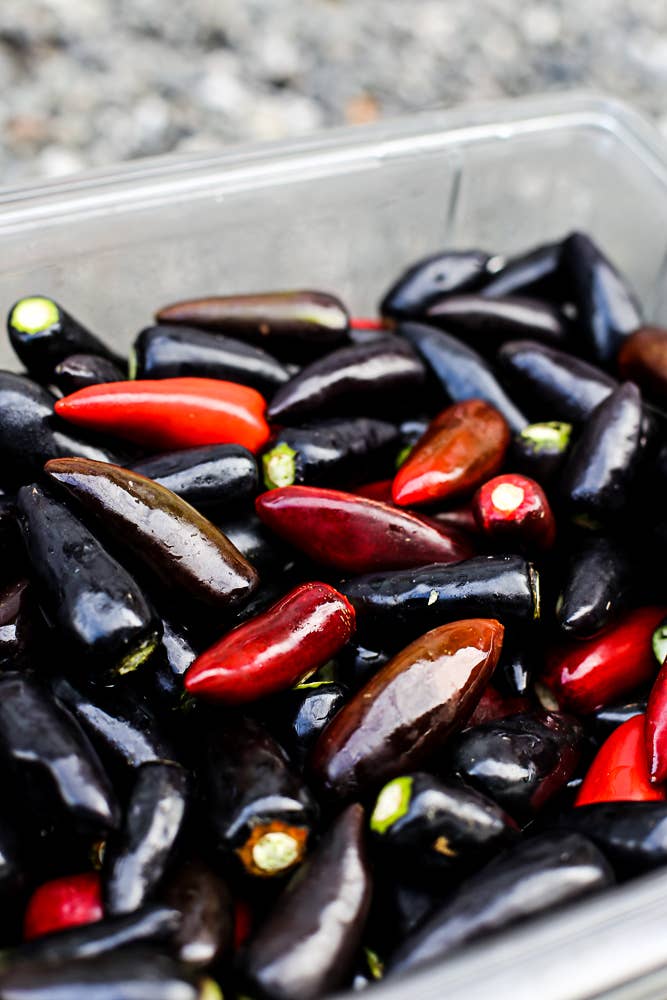 Hot Damn Pepper Jam | Bold & Spicy Flavor
