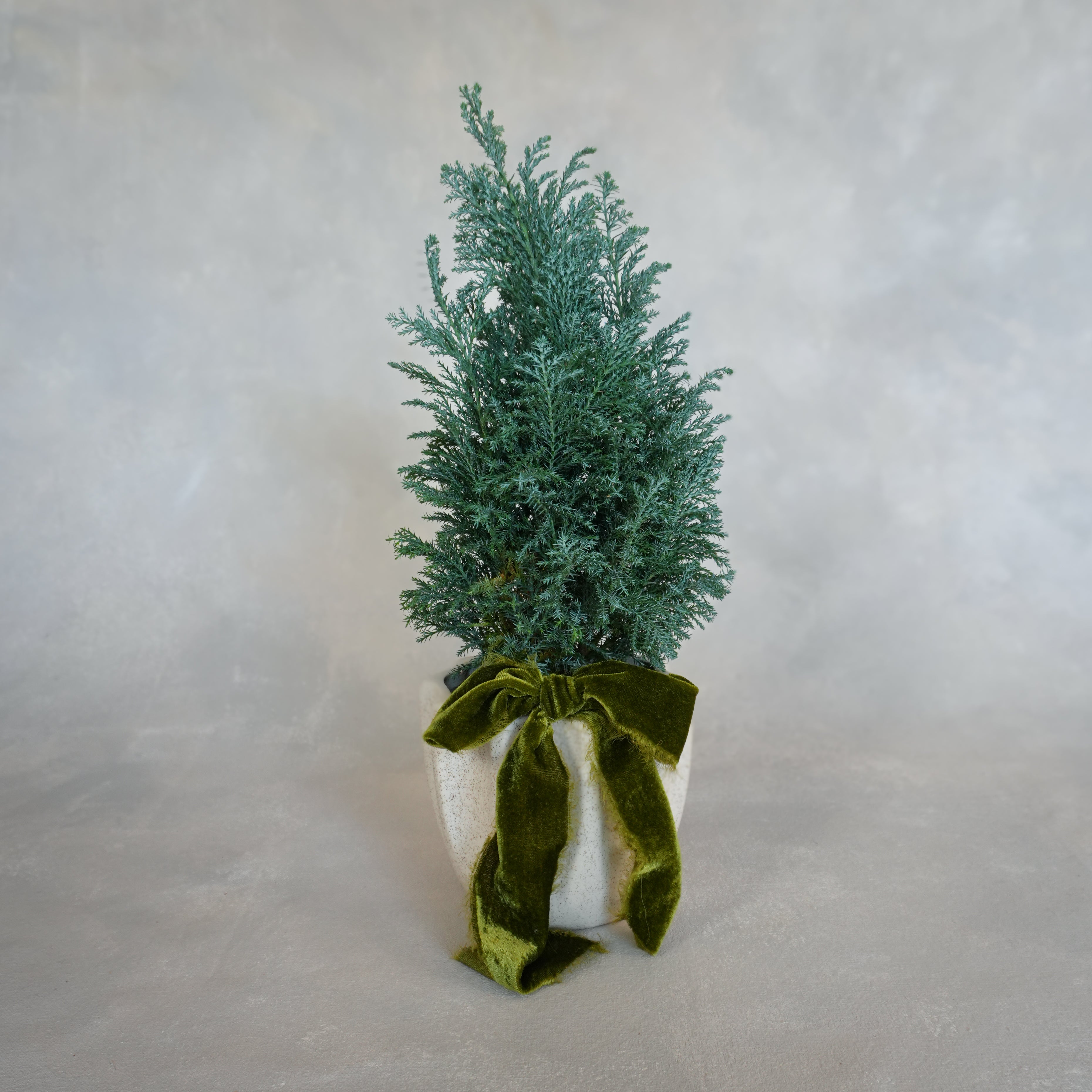 Festive Potted Cypress | Holiday Decor