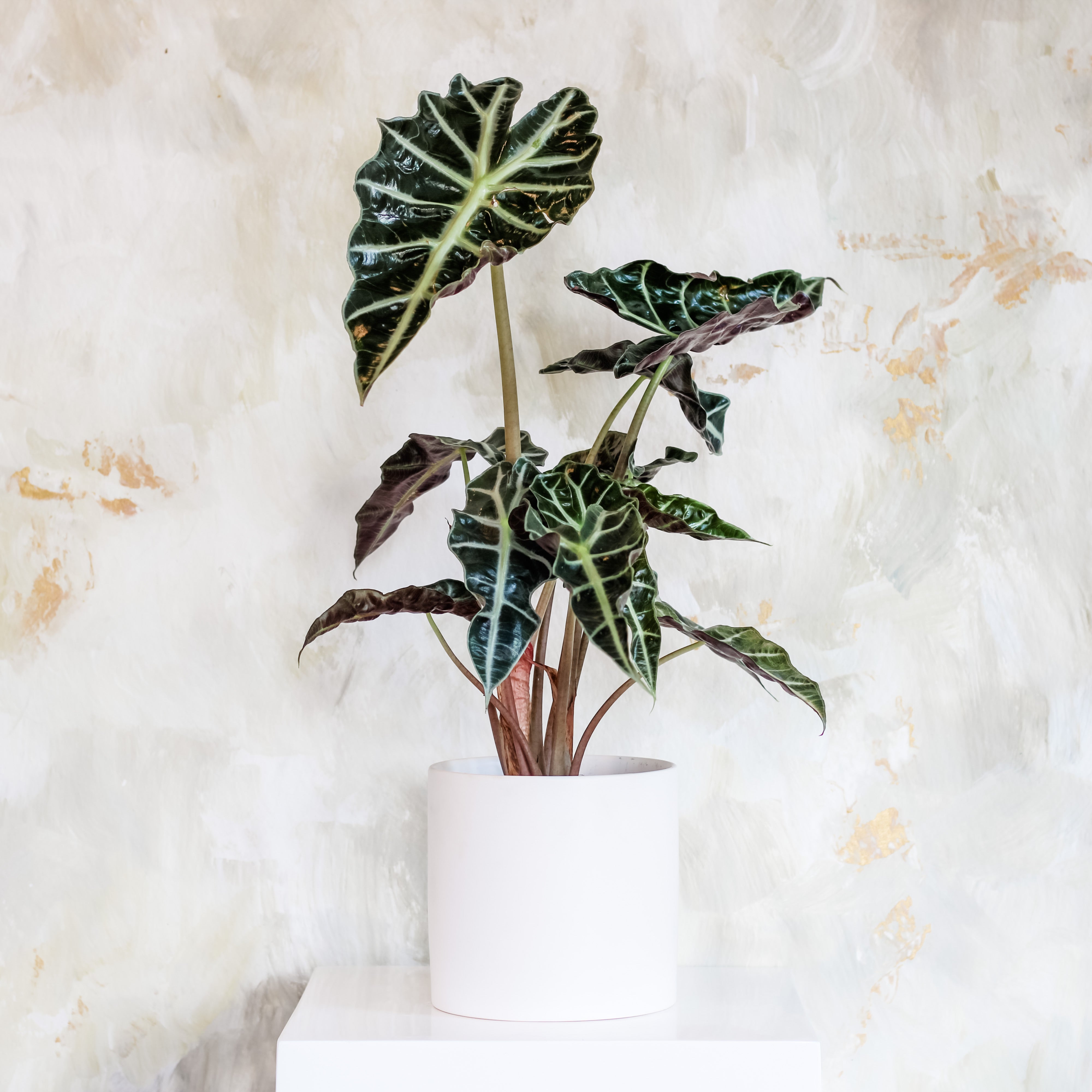 Alocasia "Polly", Potted Plant, The Plant Shop, Send a Plant, Houseplant