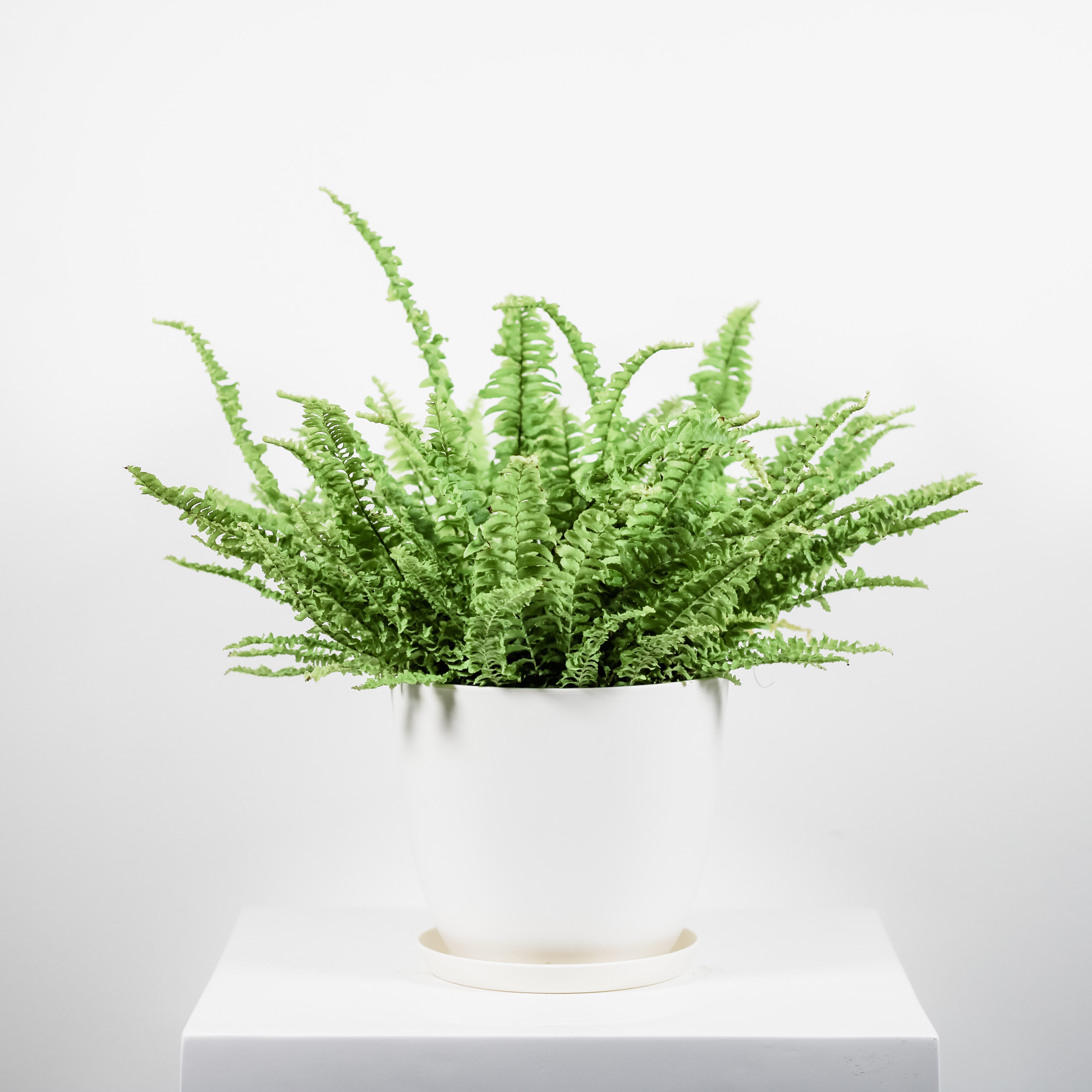 Potted Plant, Boston Fern, Plant Shop, Pet Friendly Plant, Shade Plant, Houseplant, Easy/Beginner Plant