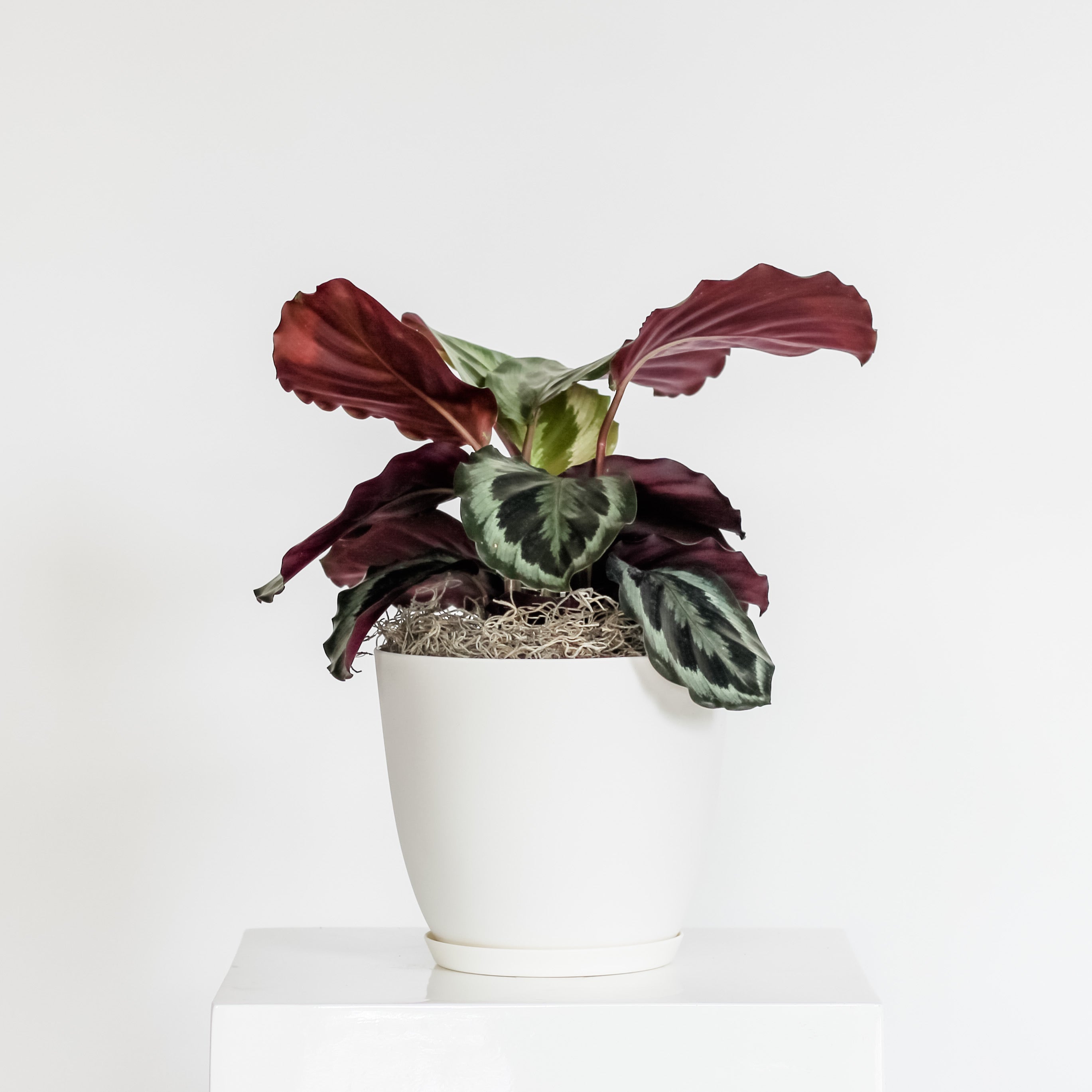 Calathea Medallion | Lush Indoor Plant with Vibrant Foliage