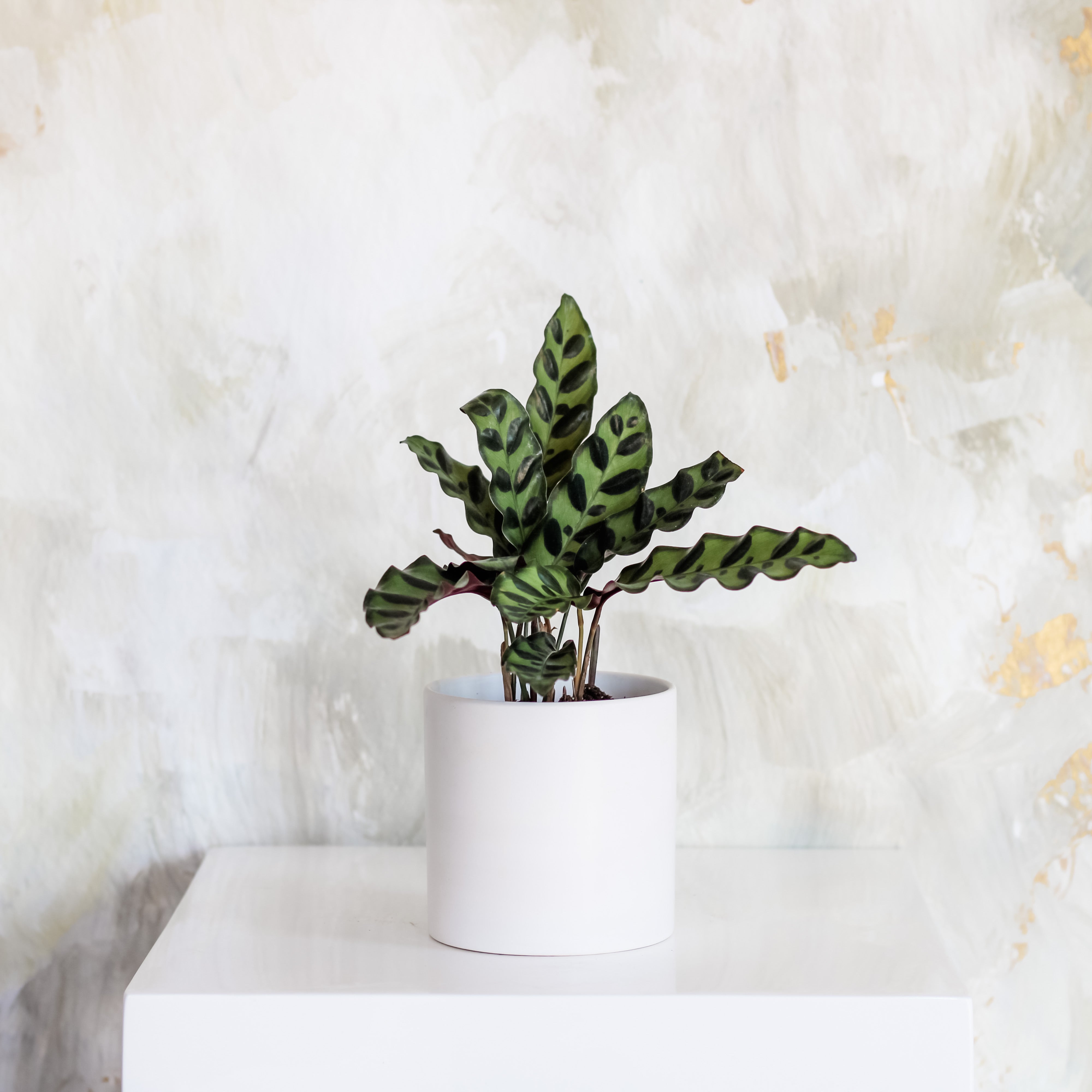 Calathea Rattlesnake | Vibrant, Low-Light Indoor Plant