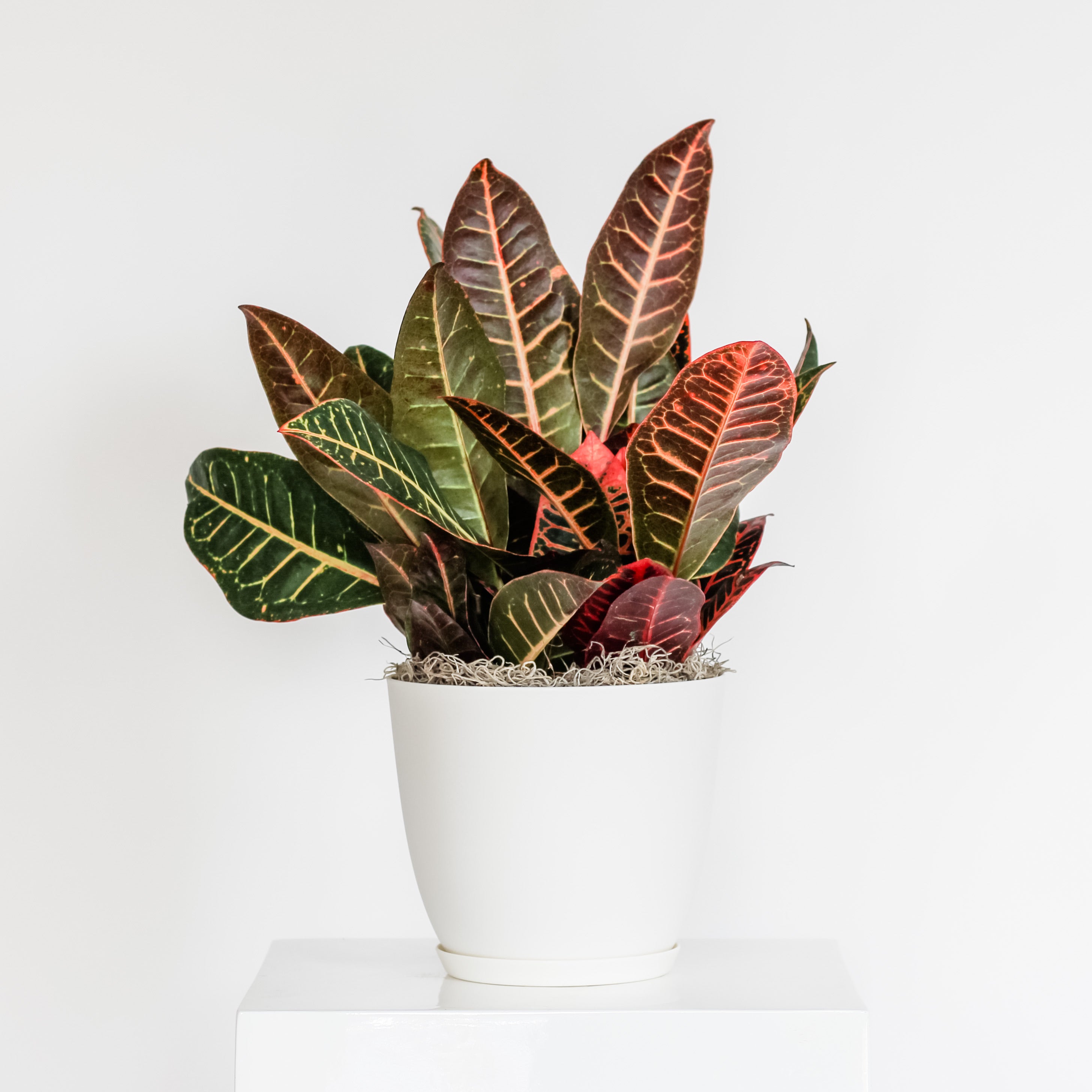 Croton Petra, Potted Plant, The Plant Shop, Houseplant