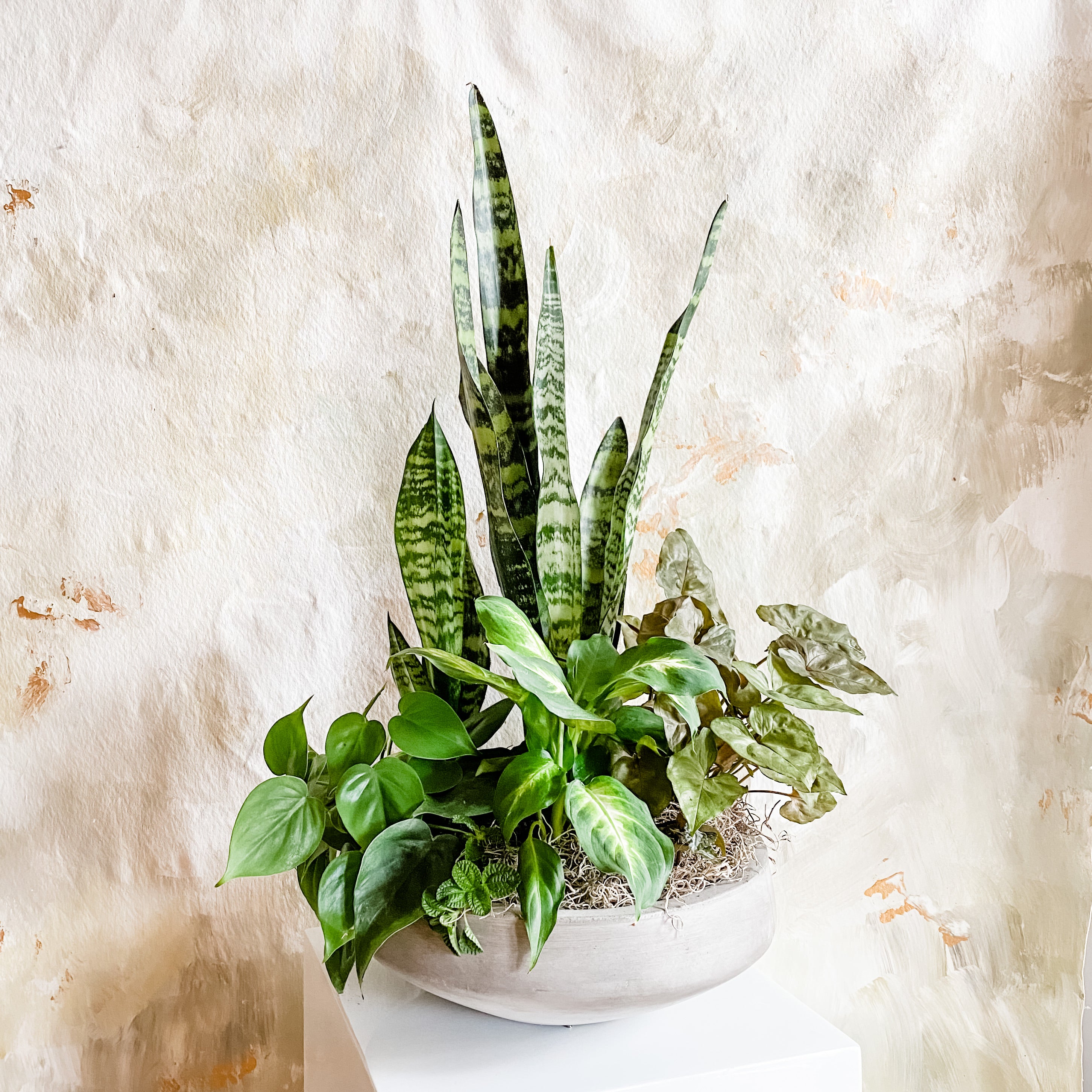 Eternal Garden, Memorial Service Plant, Celebration of Life, Funeral Flowers, Potted Plant