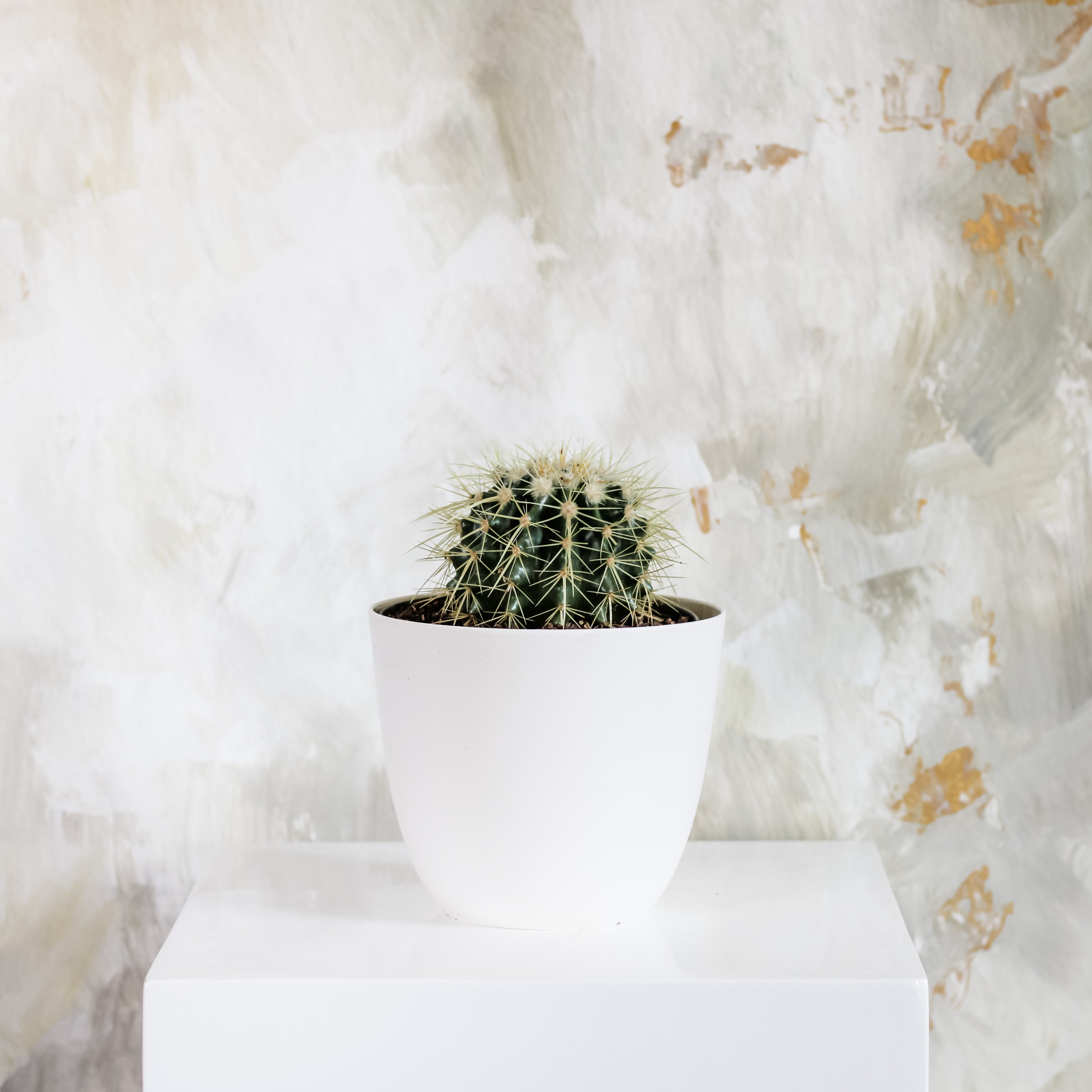 Golden Barrel Cactus, Potted Plant, Houseplant, The Plant Shop