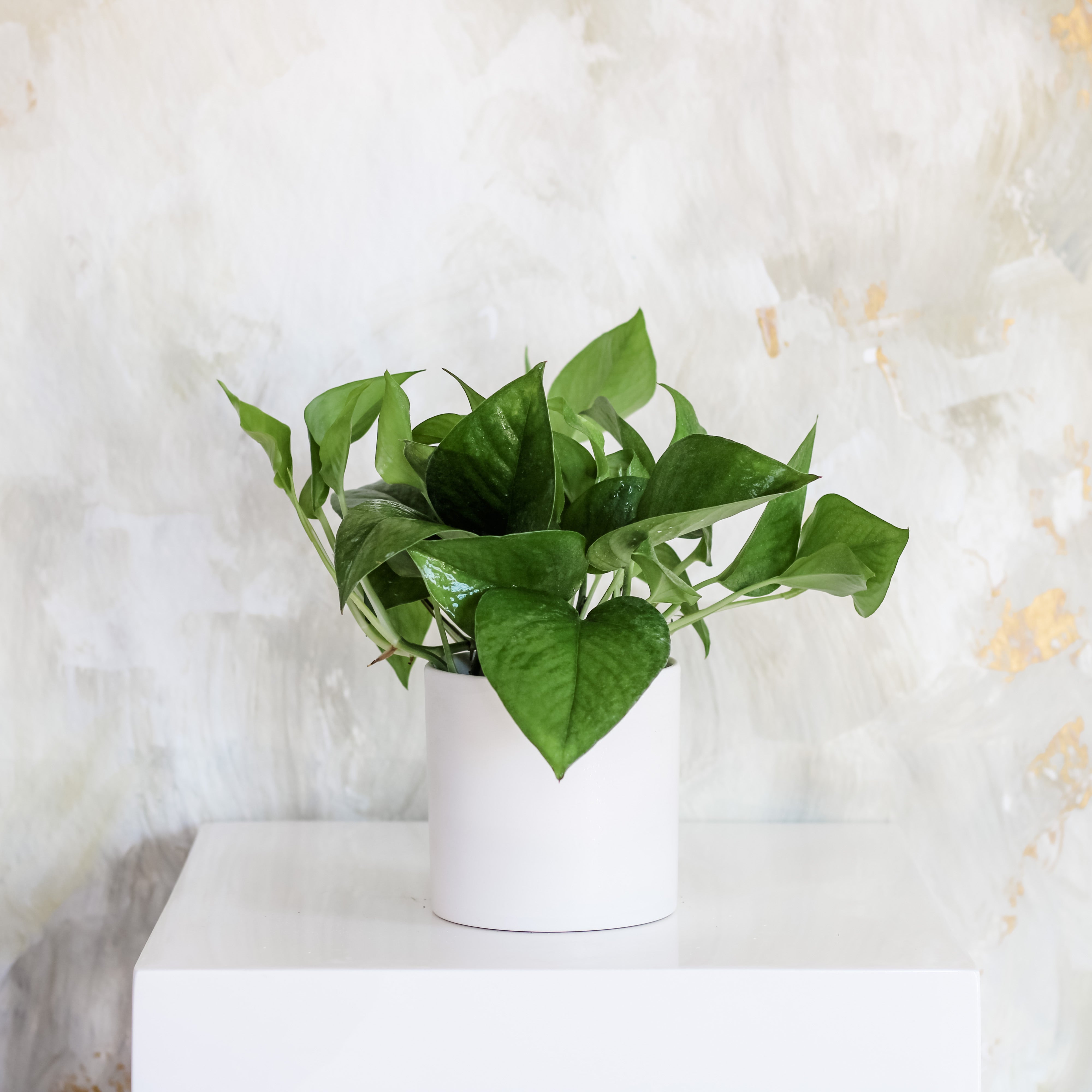 Jade Pothos, The Plant Shop, Potted Plant, Easy/Beginner Plant, Houseplant, Shade Plant