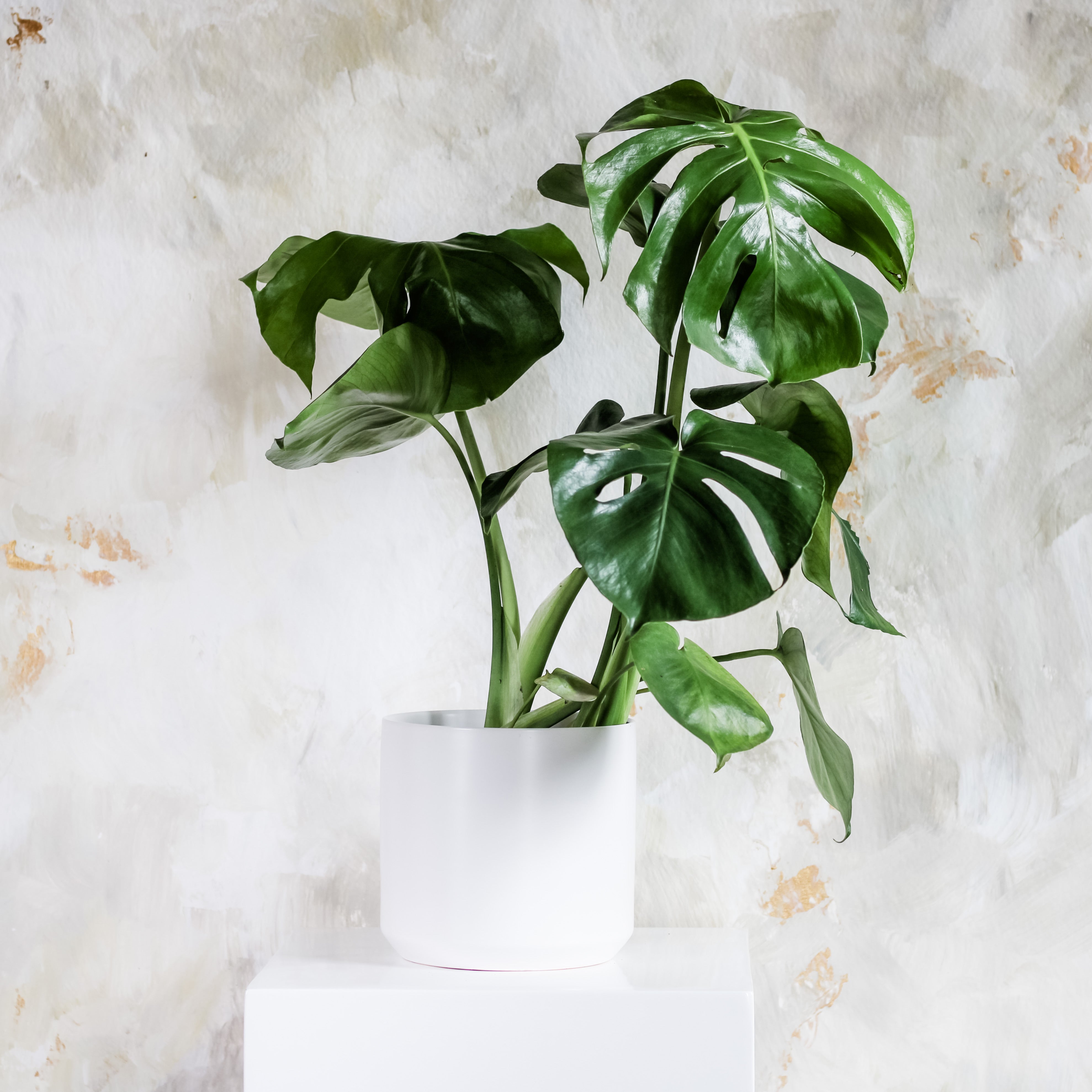 Monstera Deliciosa, Swiss Cheese Plant, The Plant Shop, Potted Plant