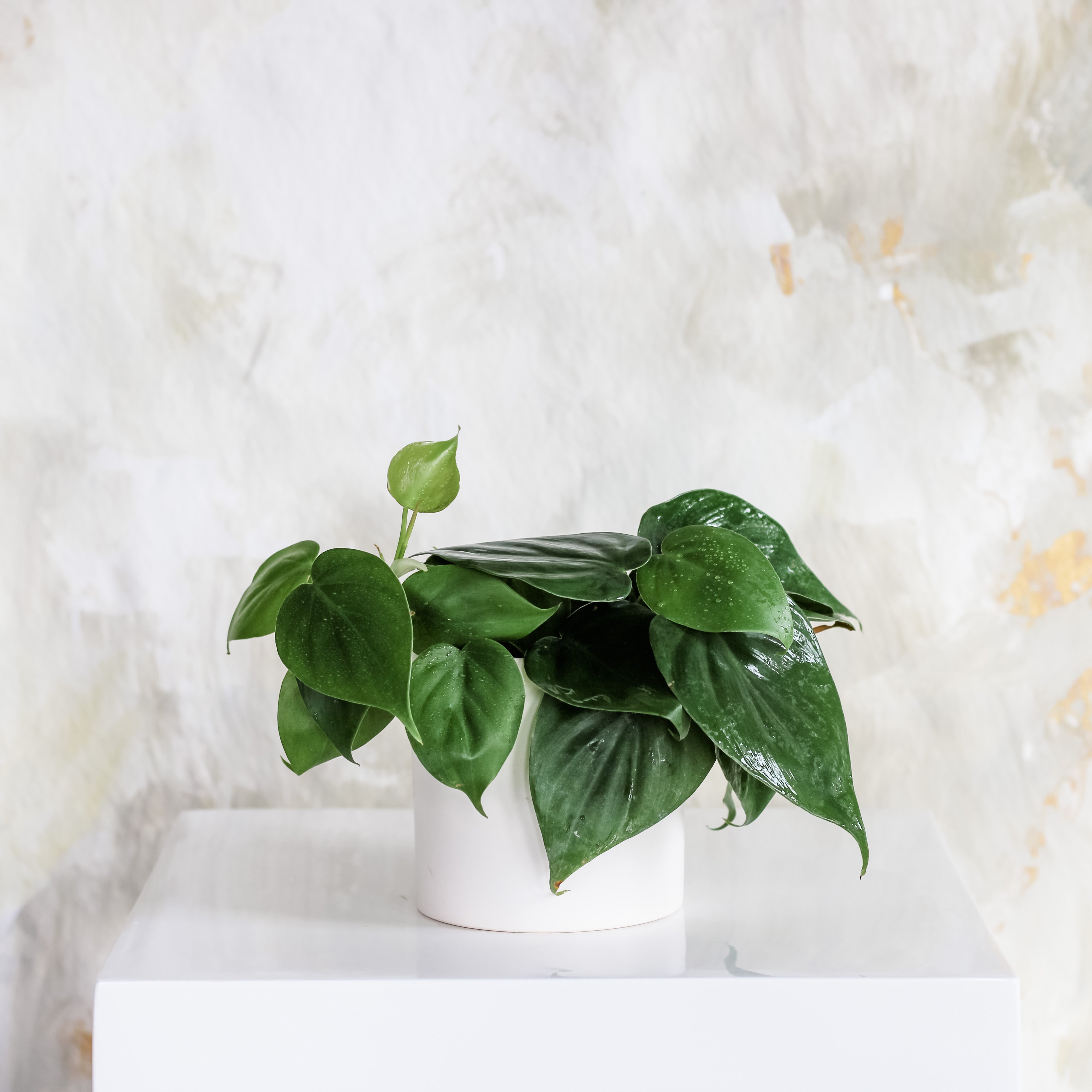 Philodendron, Potted Plant, The Plant Shop, Easy/Beginner Plant, Shade Plant, Houseplant