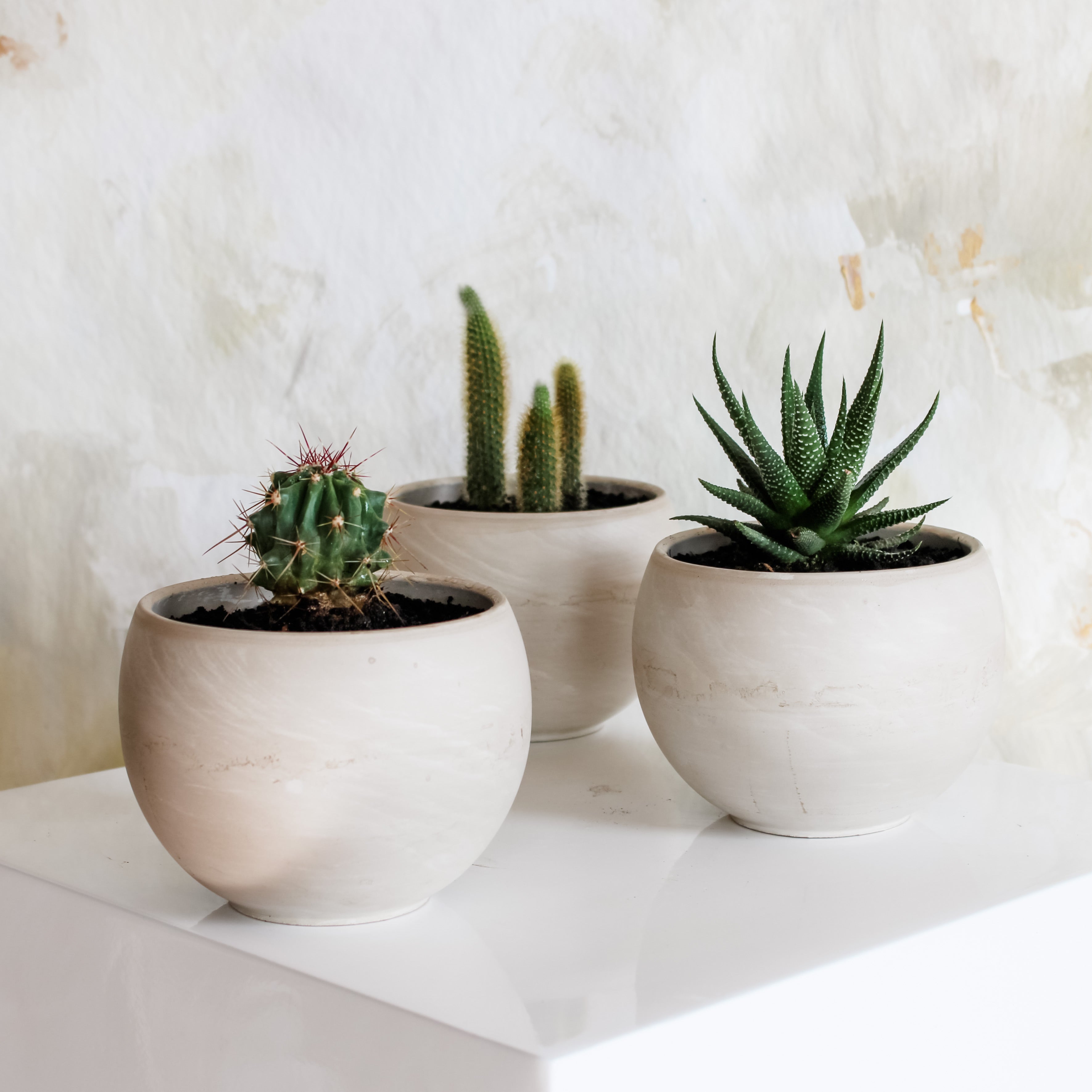 Potted Succulent or Cactus, Potted Plant, Houseplant, The Plant Shop