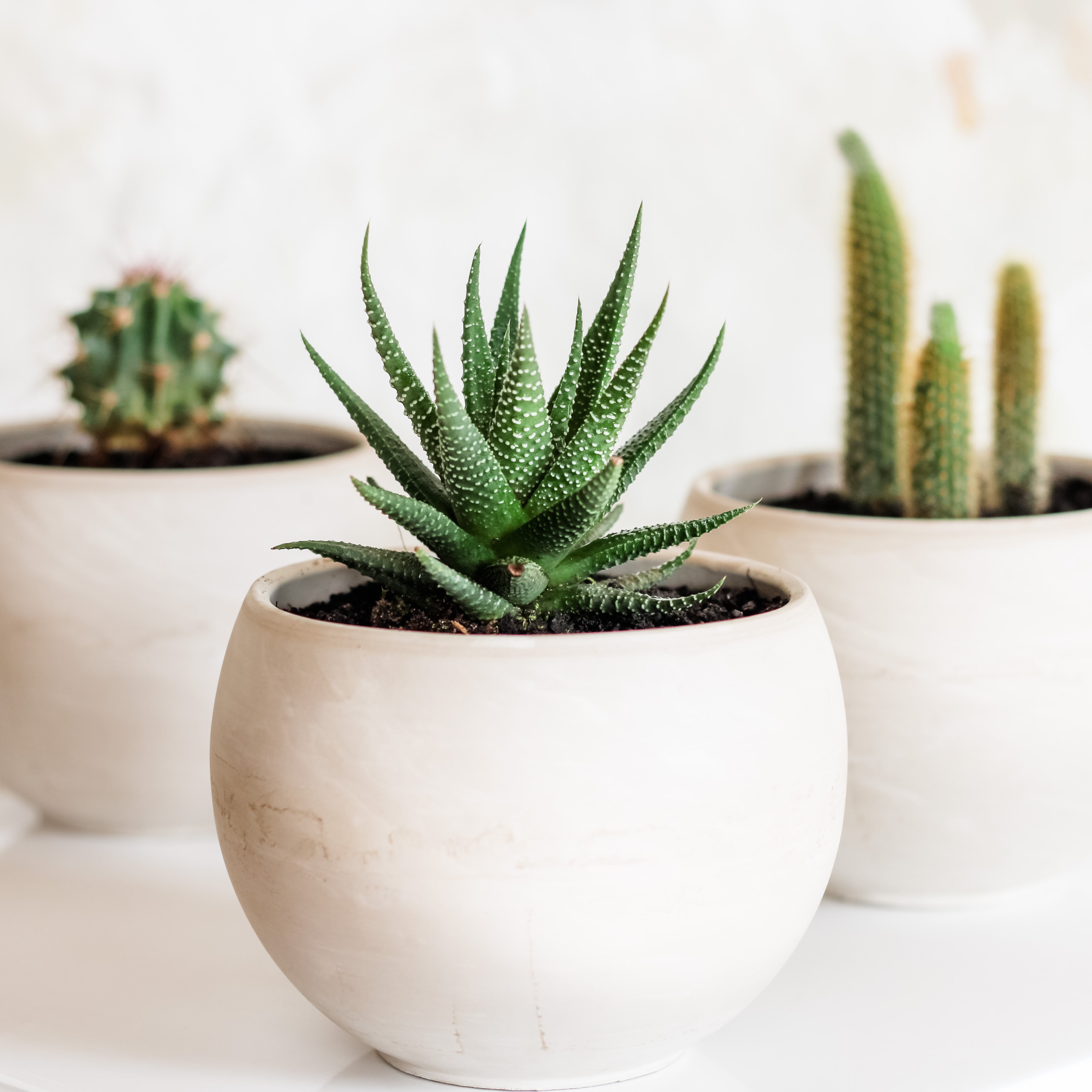 Potted Succulent or Cactus, Potted Plant, Houseplant, The Plant Shop