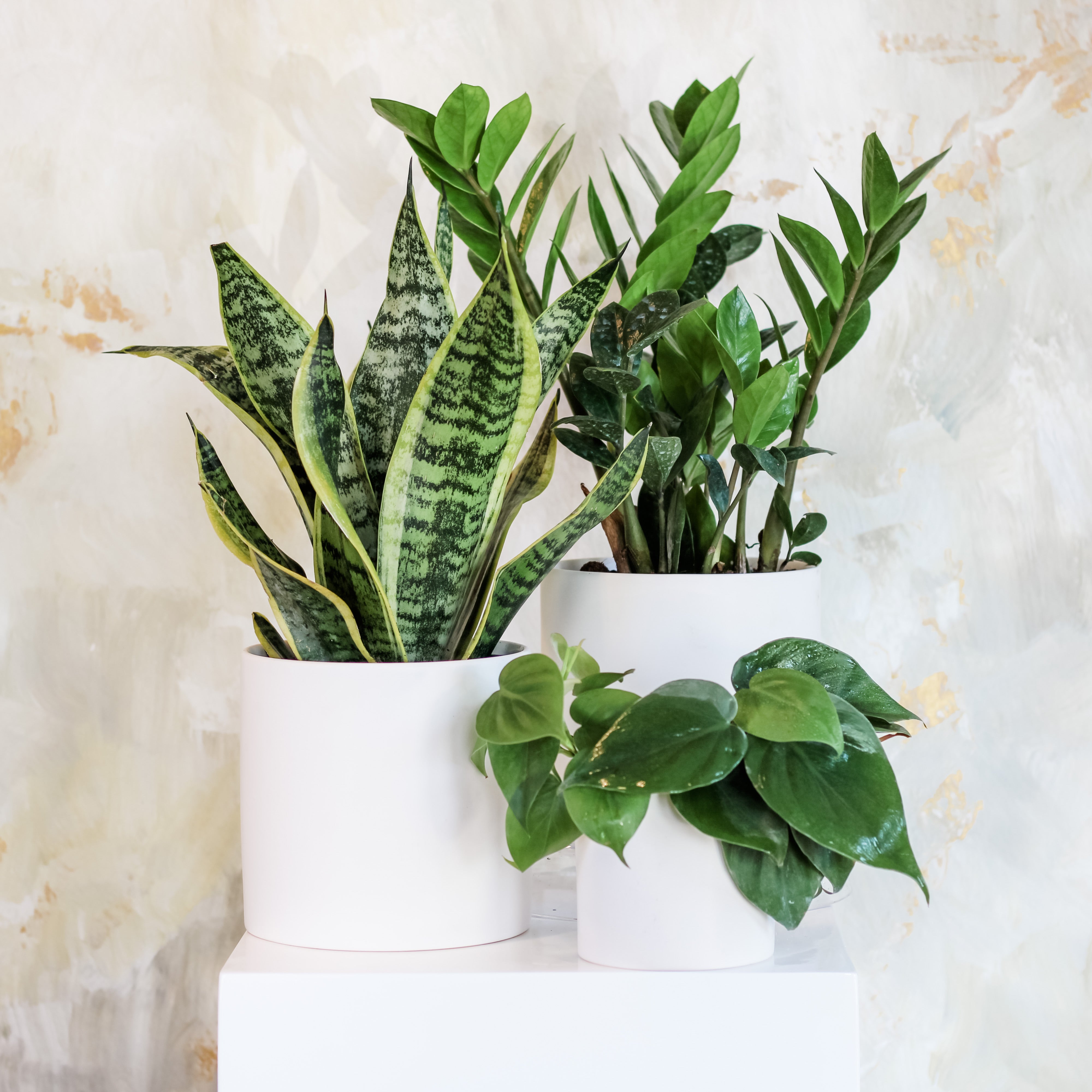 The Hardy Collection, The Plant Shop, Mix of Plants, Potted Plants, Easy/Beginner Plants, Shade Plants, House Plants