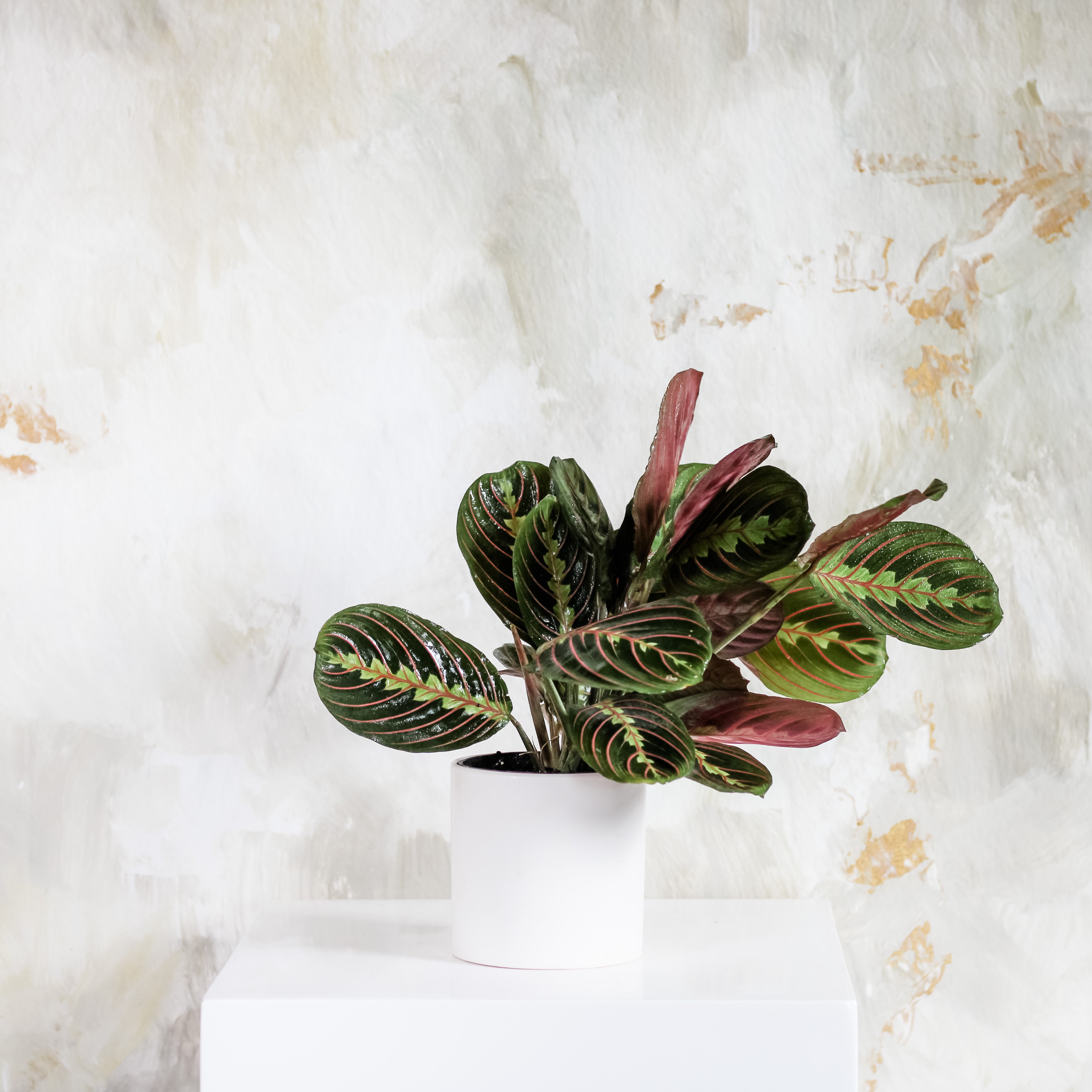 The Maranta Leuconeura, Potted Plant, The Plant Shop, Pet Friendly Plant, Houseplant
