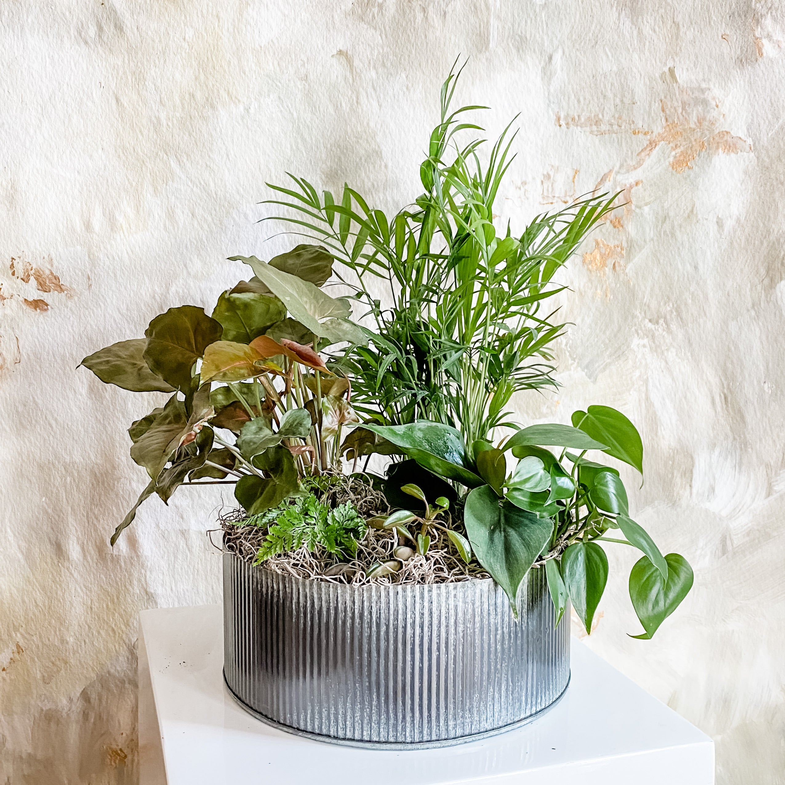 Urban Jungle, Memorial Service Plant, Celebration of Life, Potted Plant