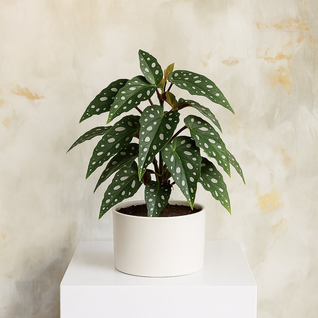 Begonia