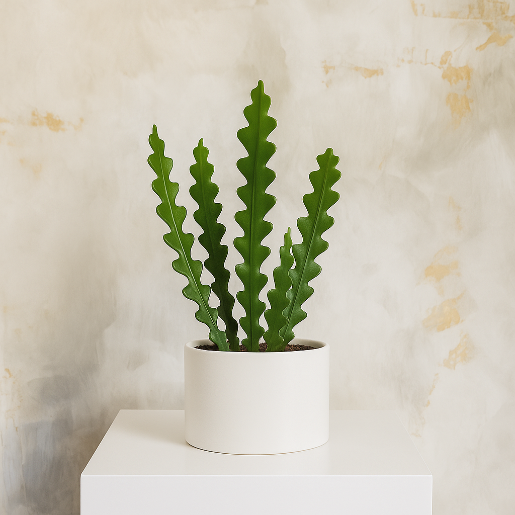 Ric Rac Cactus