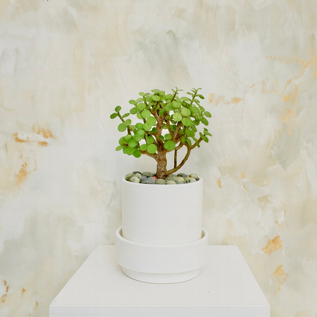 Bonsai Jade Dwarf Green (Crassula Ovata ‘Dwarf Green’)