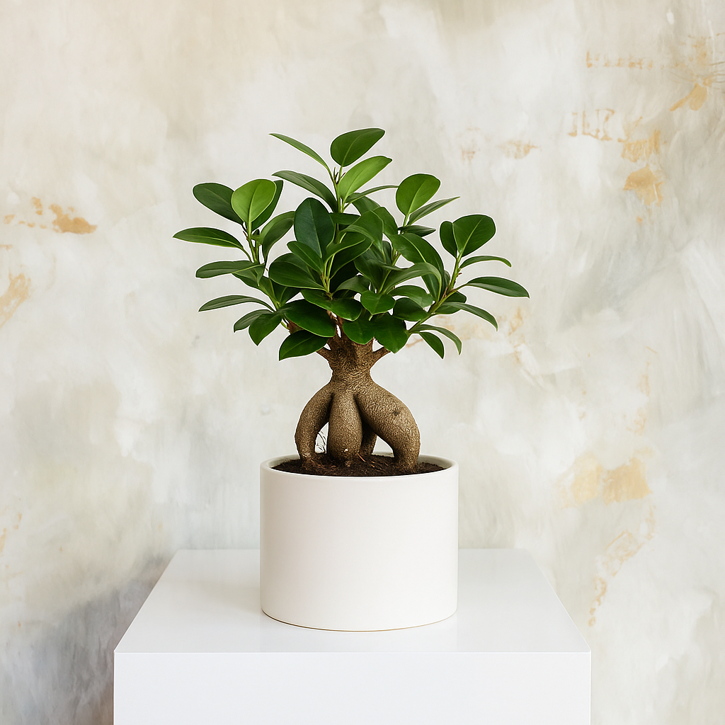 Bonsai Ficus Ginseng