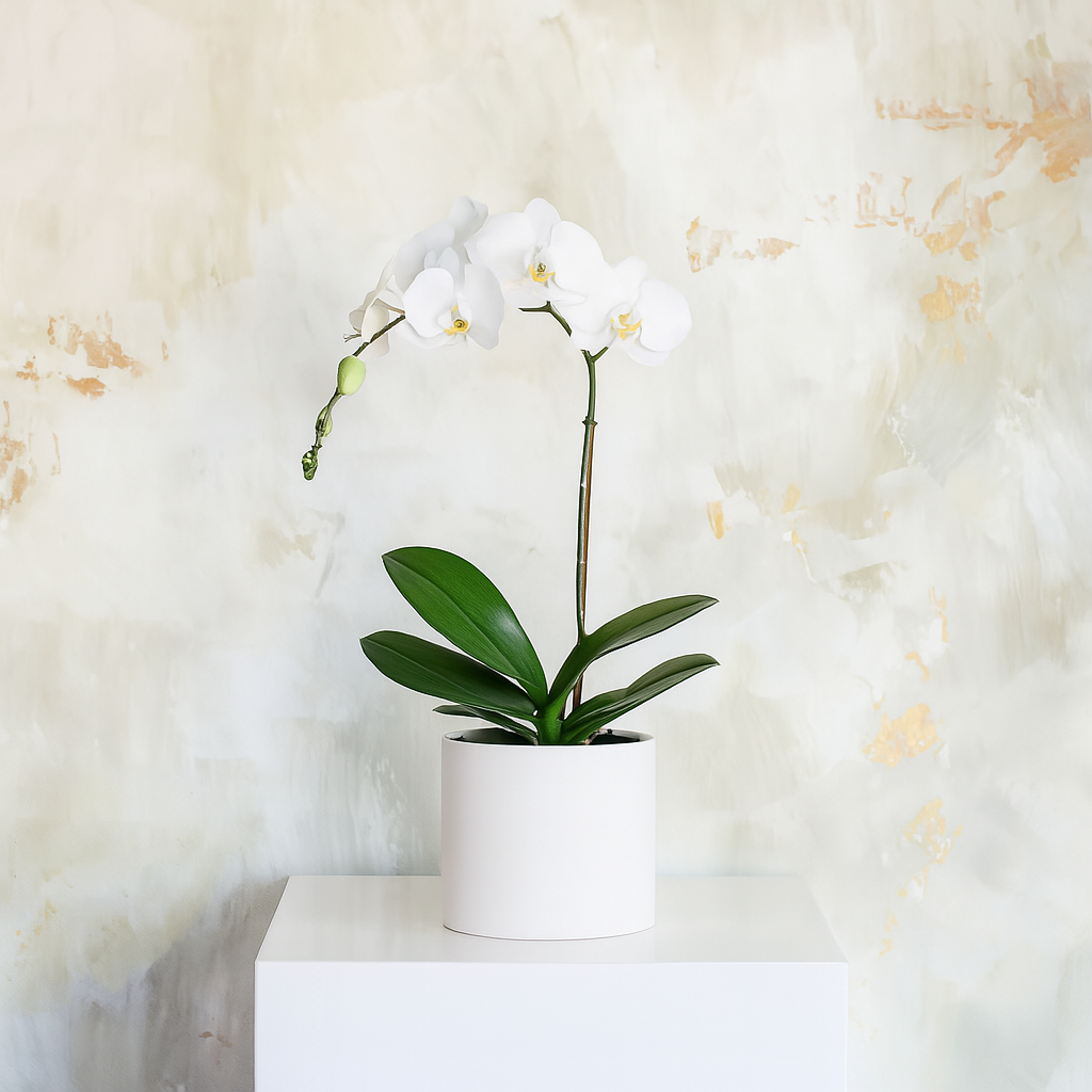 Phalaenopsis Orchid