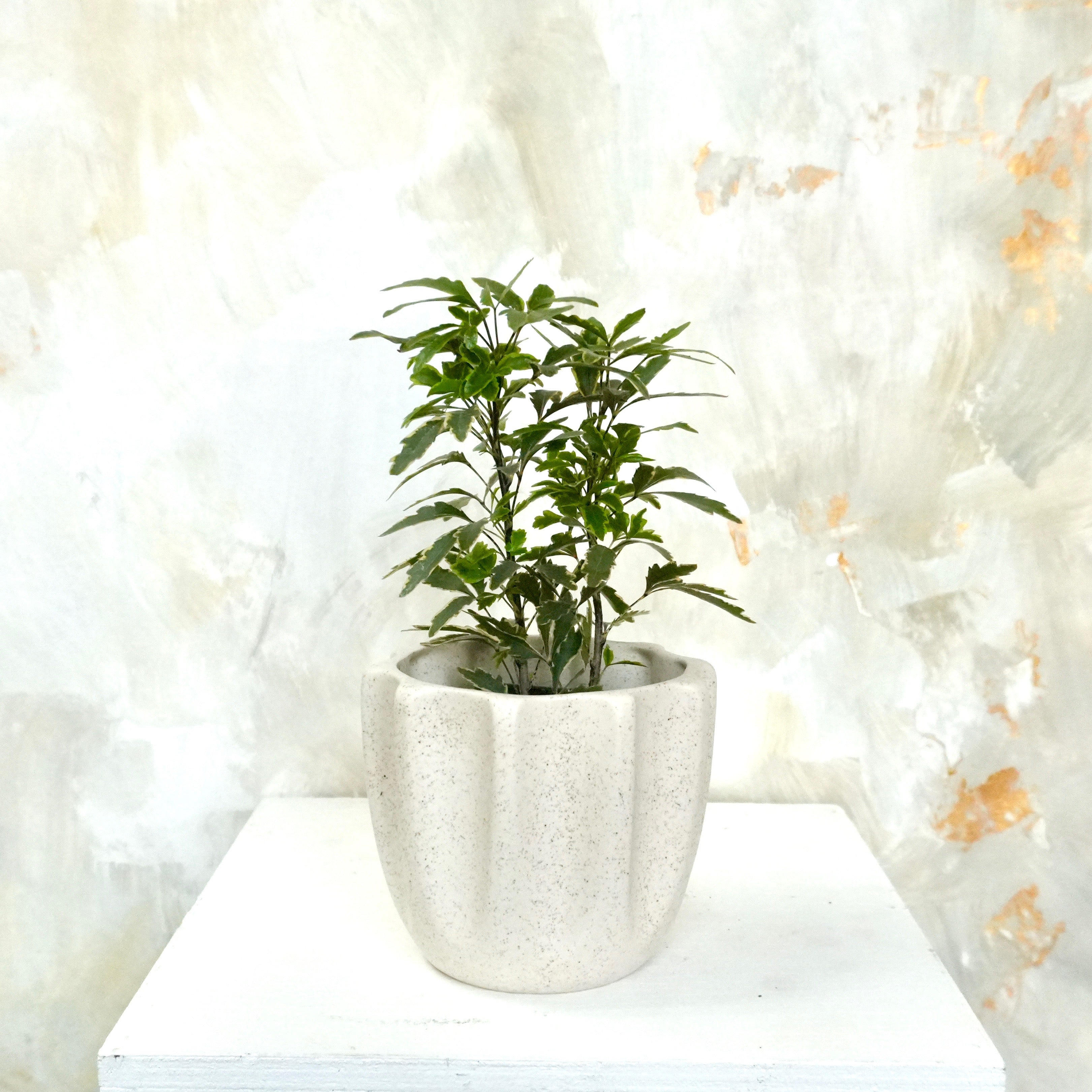 Aralia Bianca