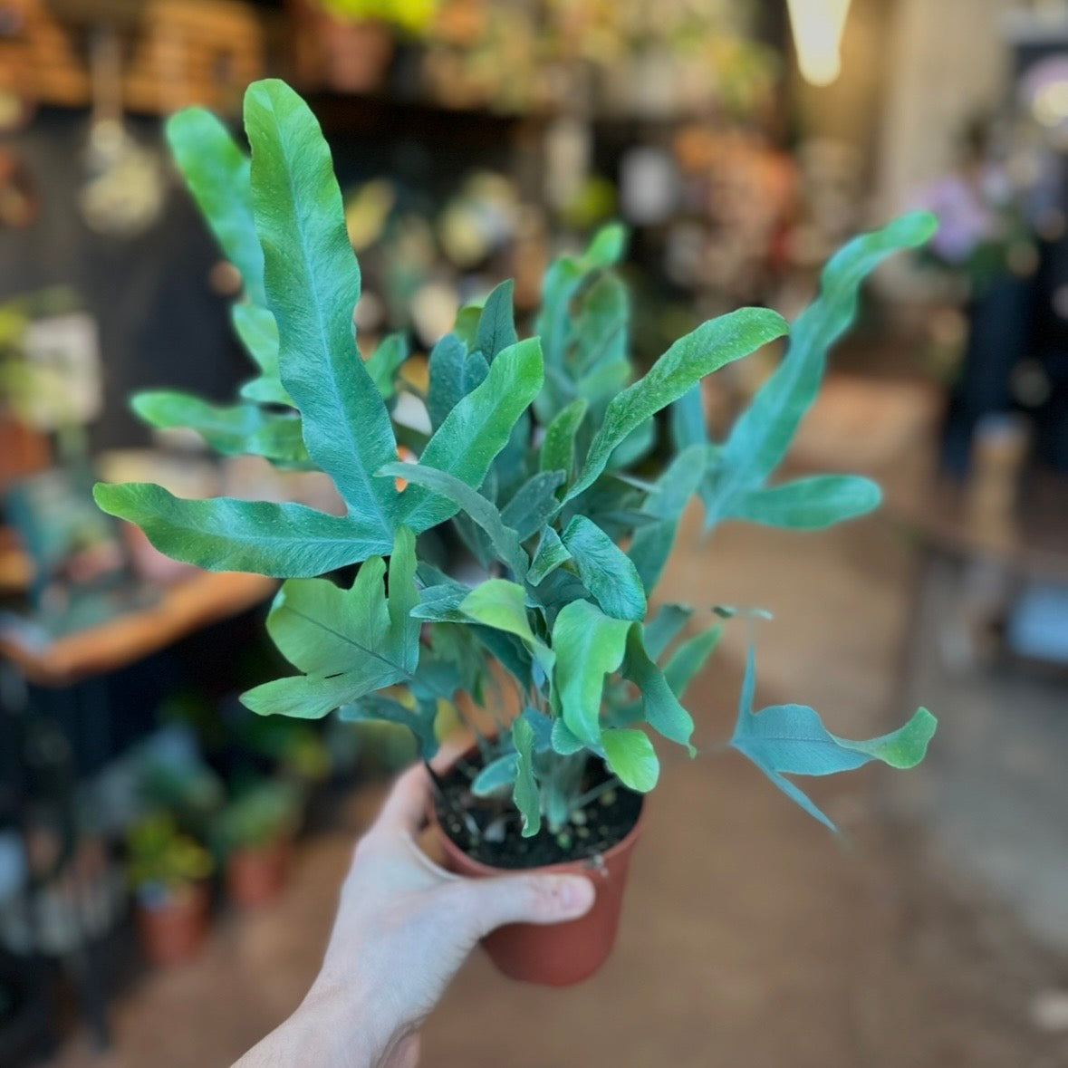 Blue Star Fern