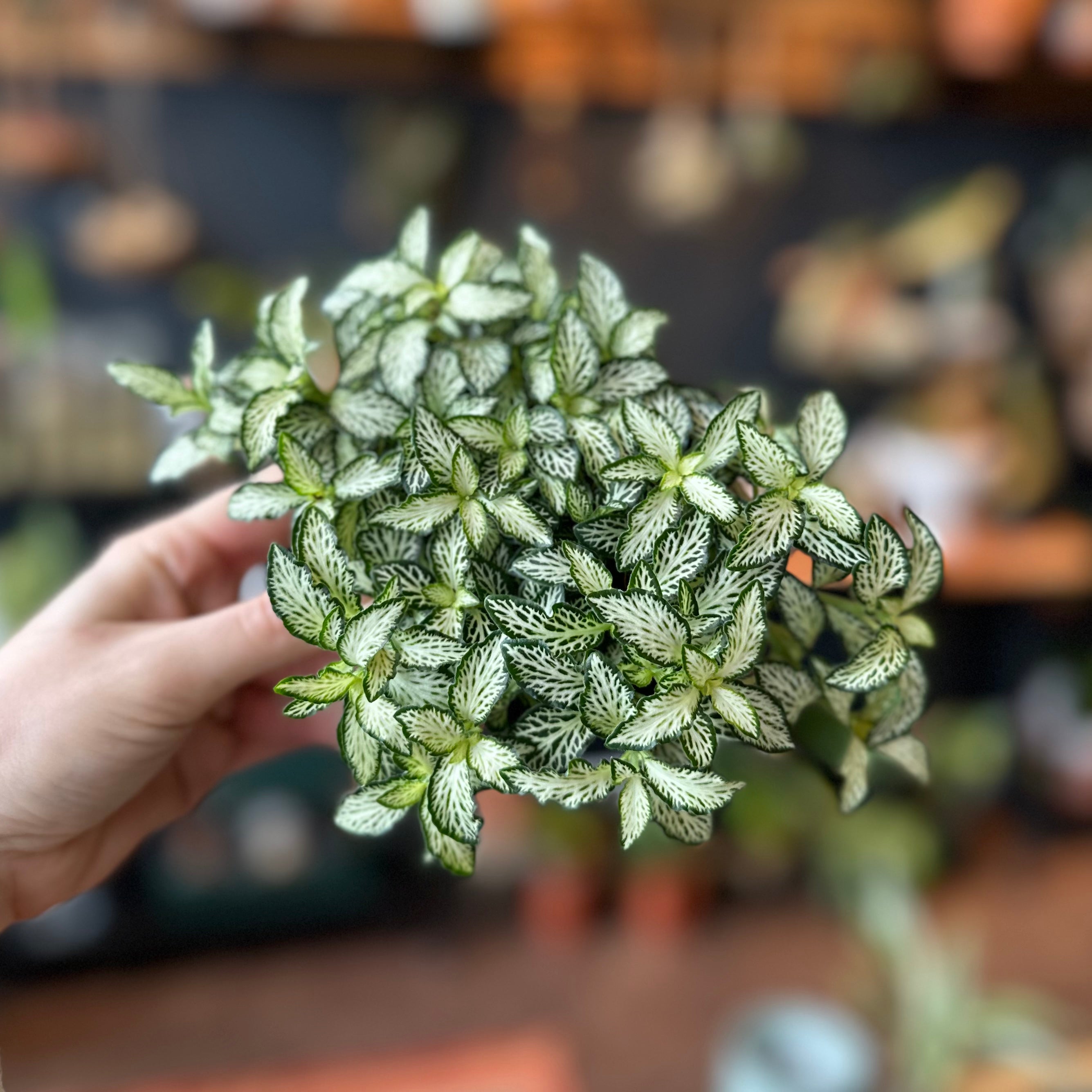 Fittonia 'Nerve Plant'
