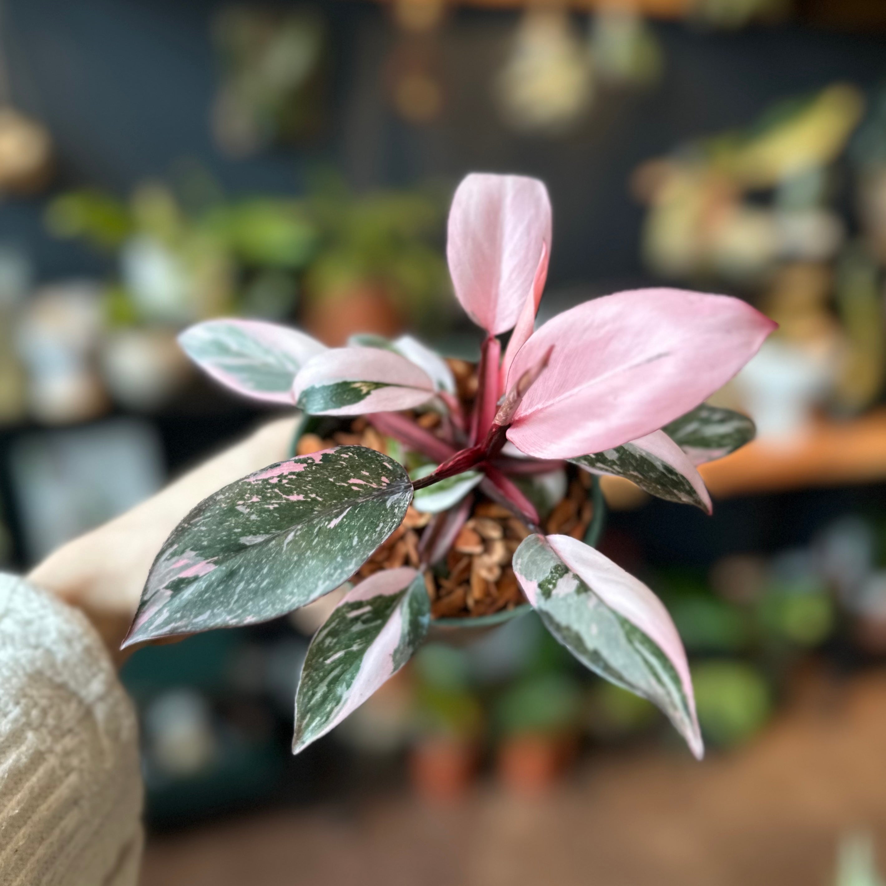 Philodendron Pink Princess