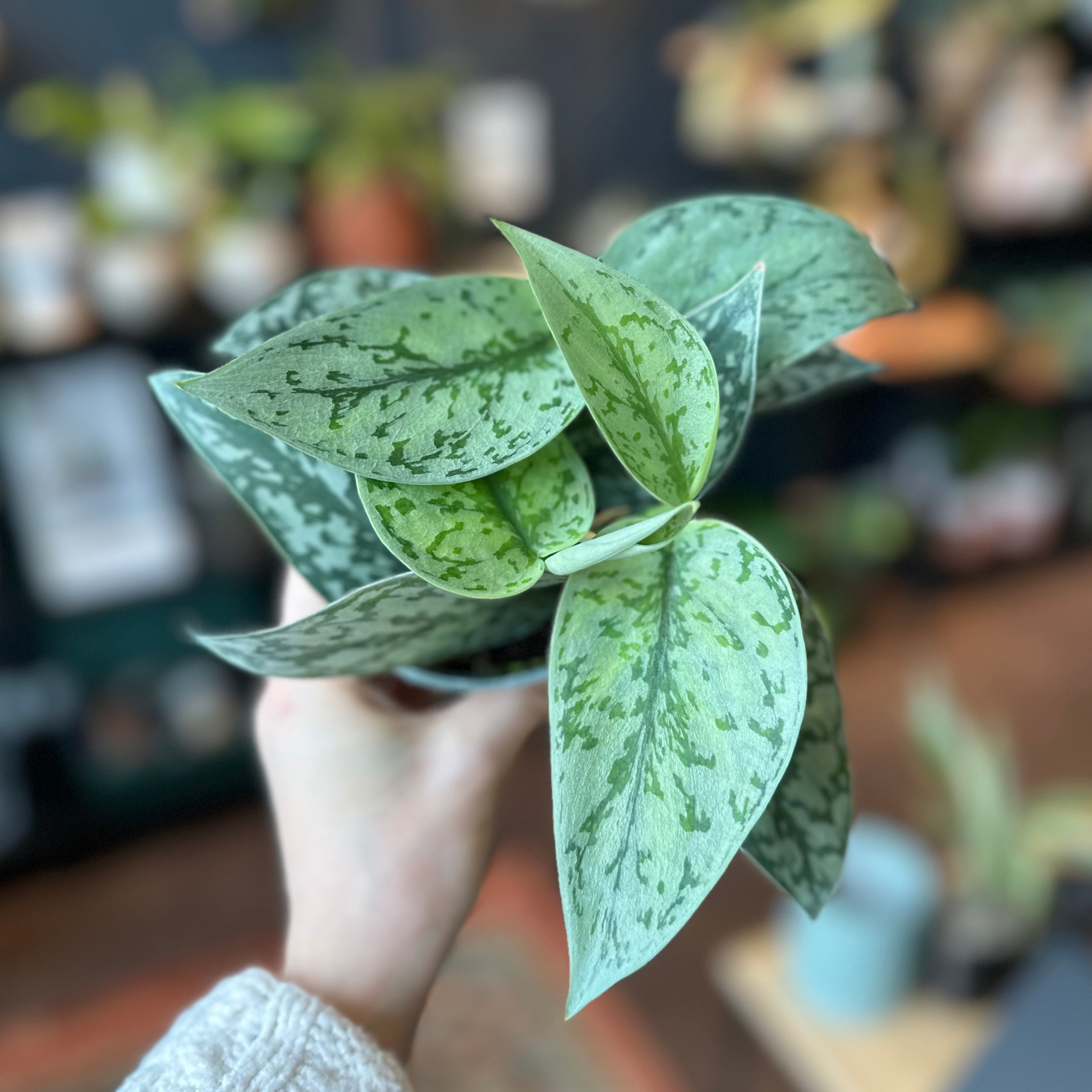 Scindapsus Pictus 'Silver Lady'