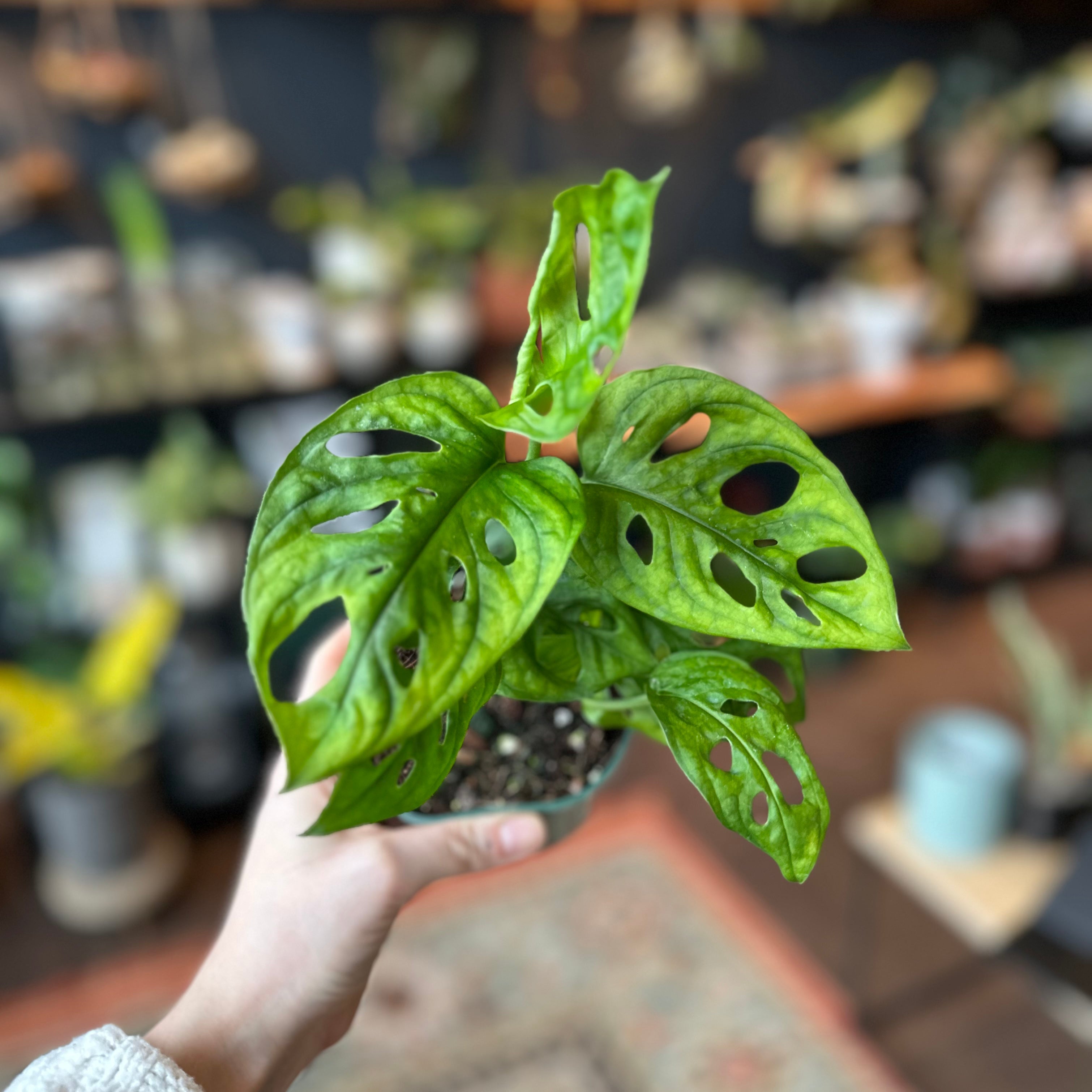 Monstera 'Swiss Cheese'