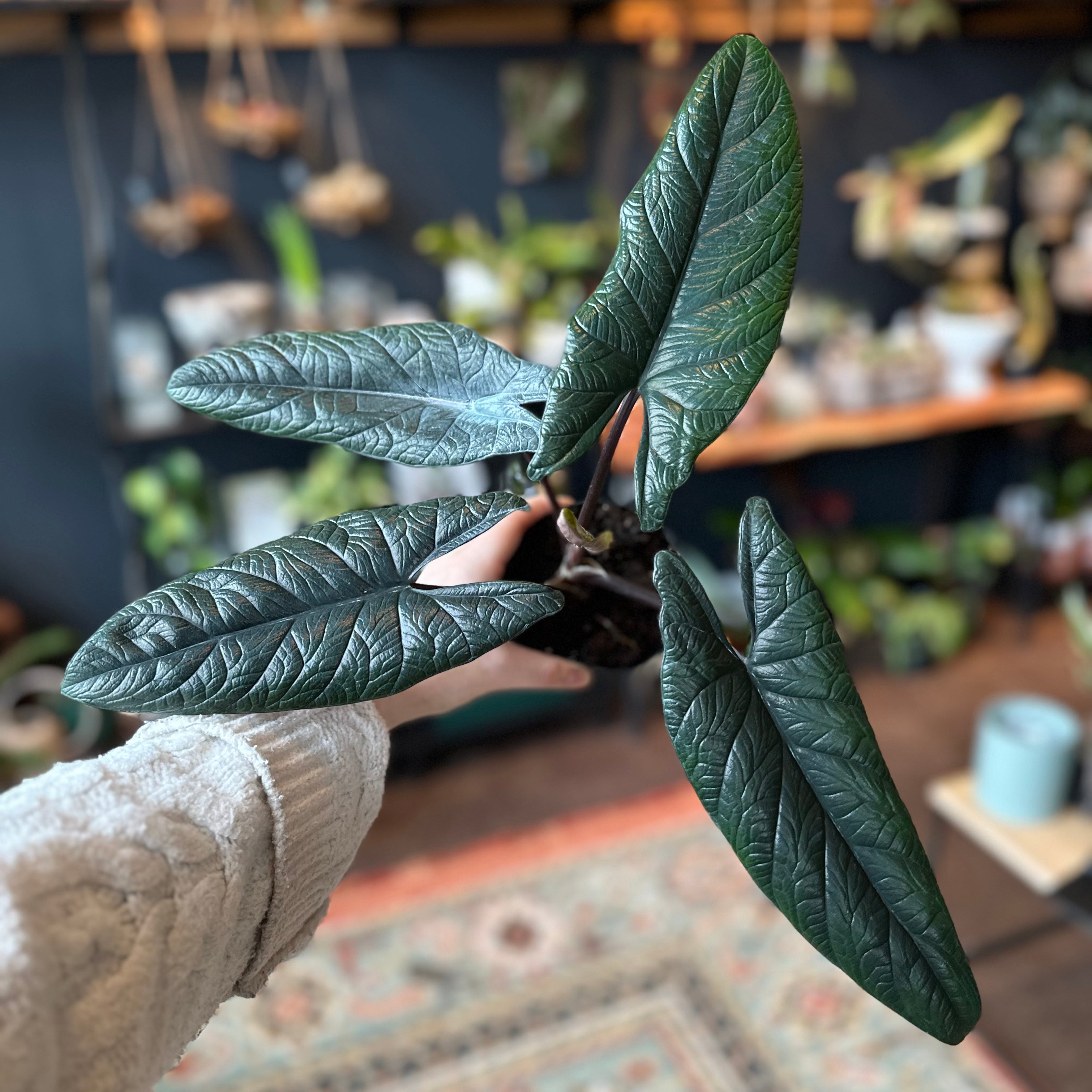 Alocasia ‘Samar Lance’