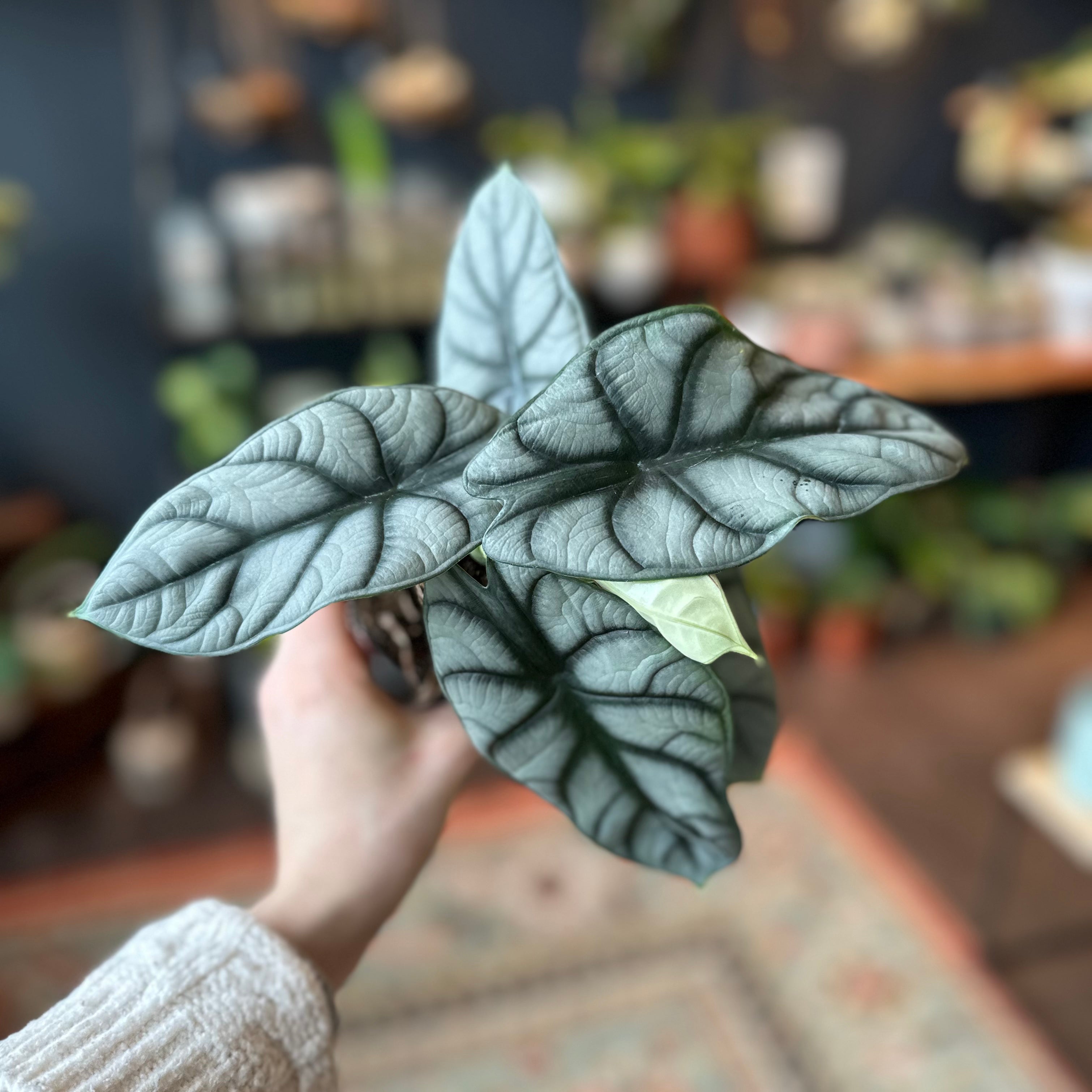 Alocasia 'Silver Dragon'