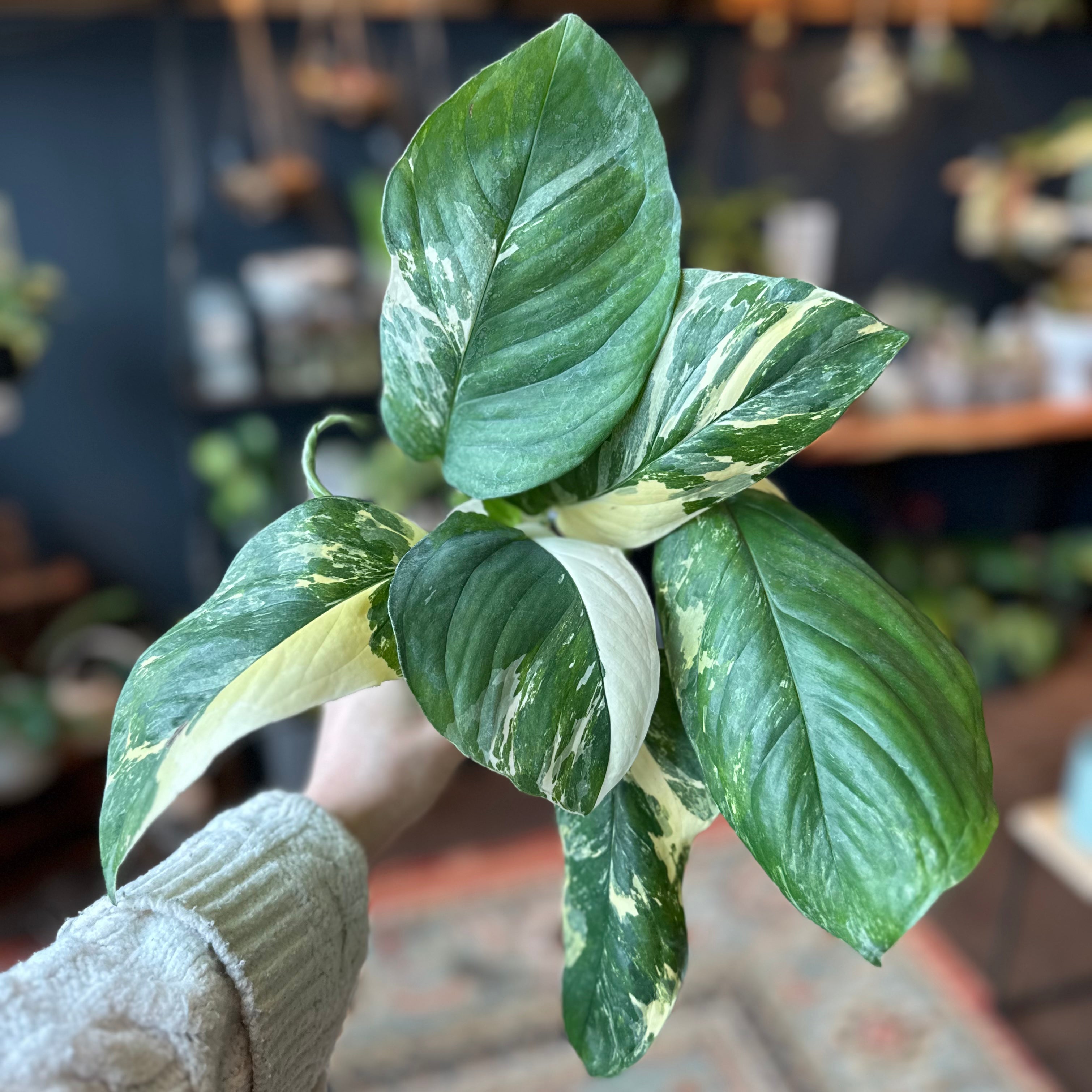 Monstera Lecherliana 'Albo'