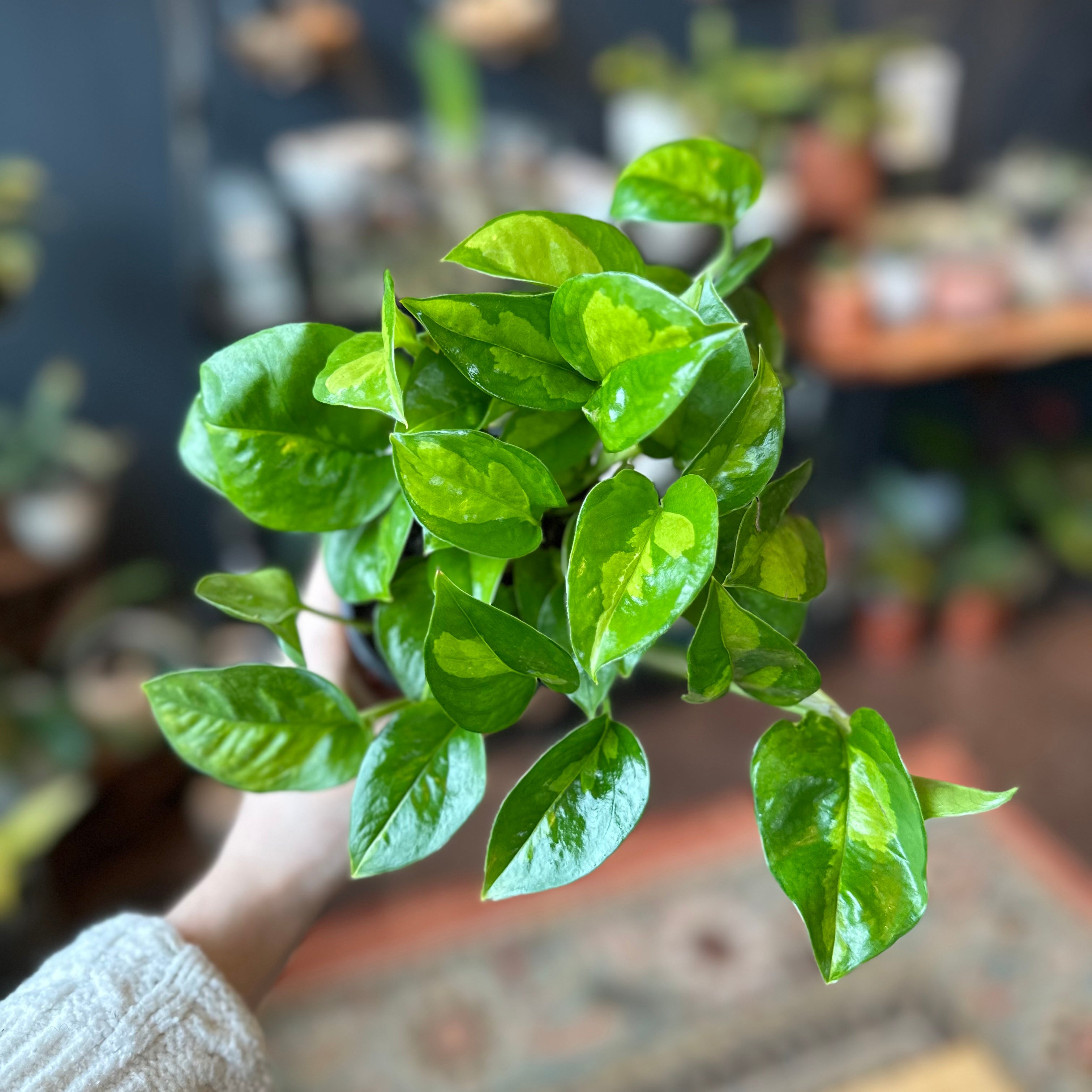 Pothos 'Global Green'