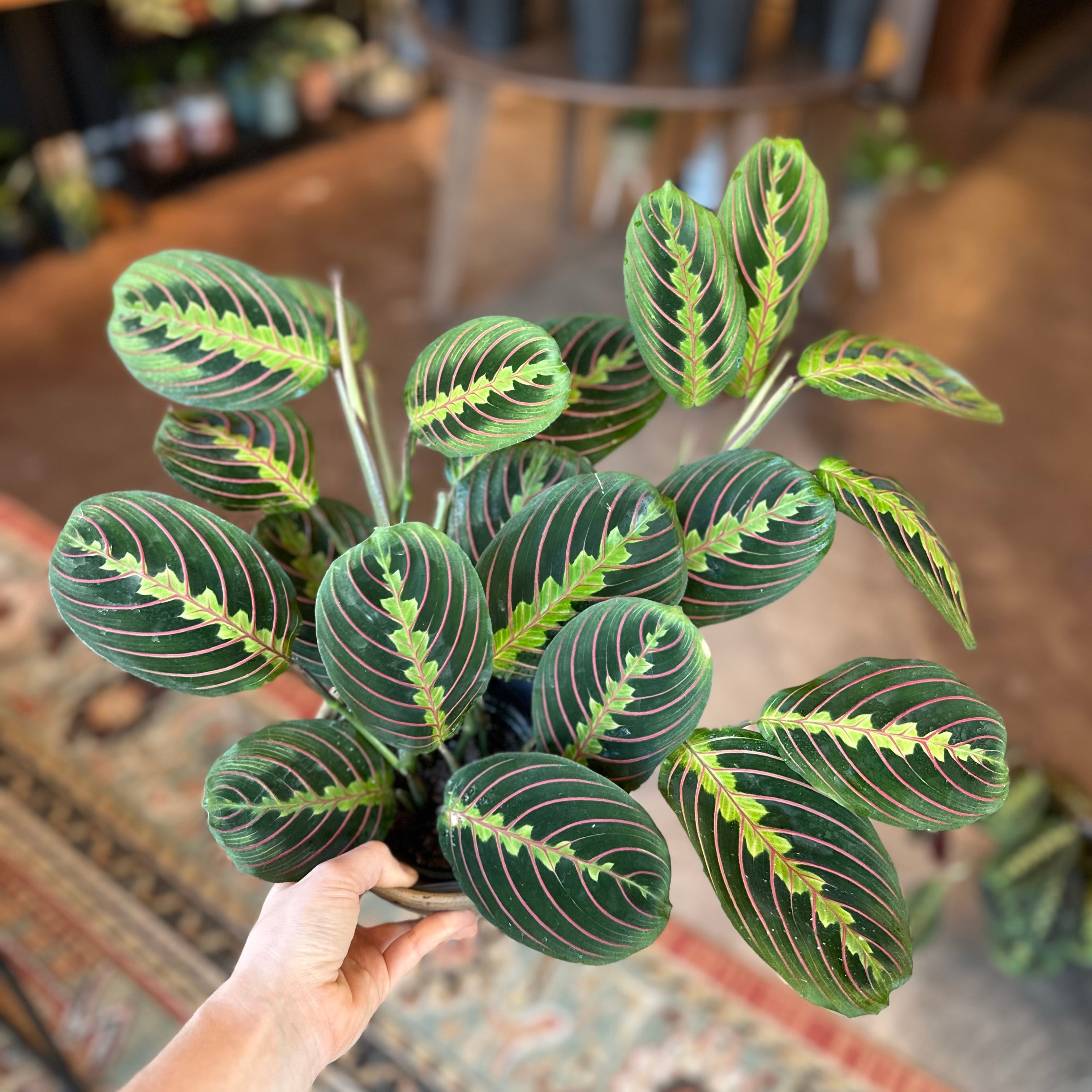 Red Prayer Plant