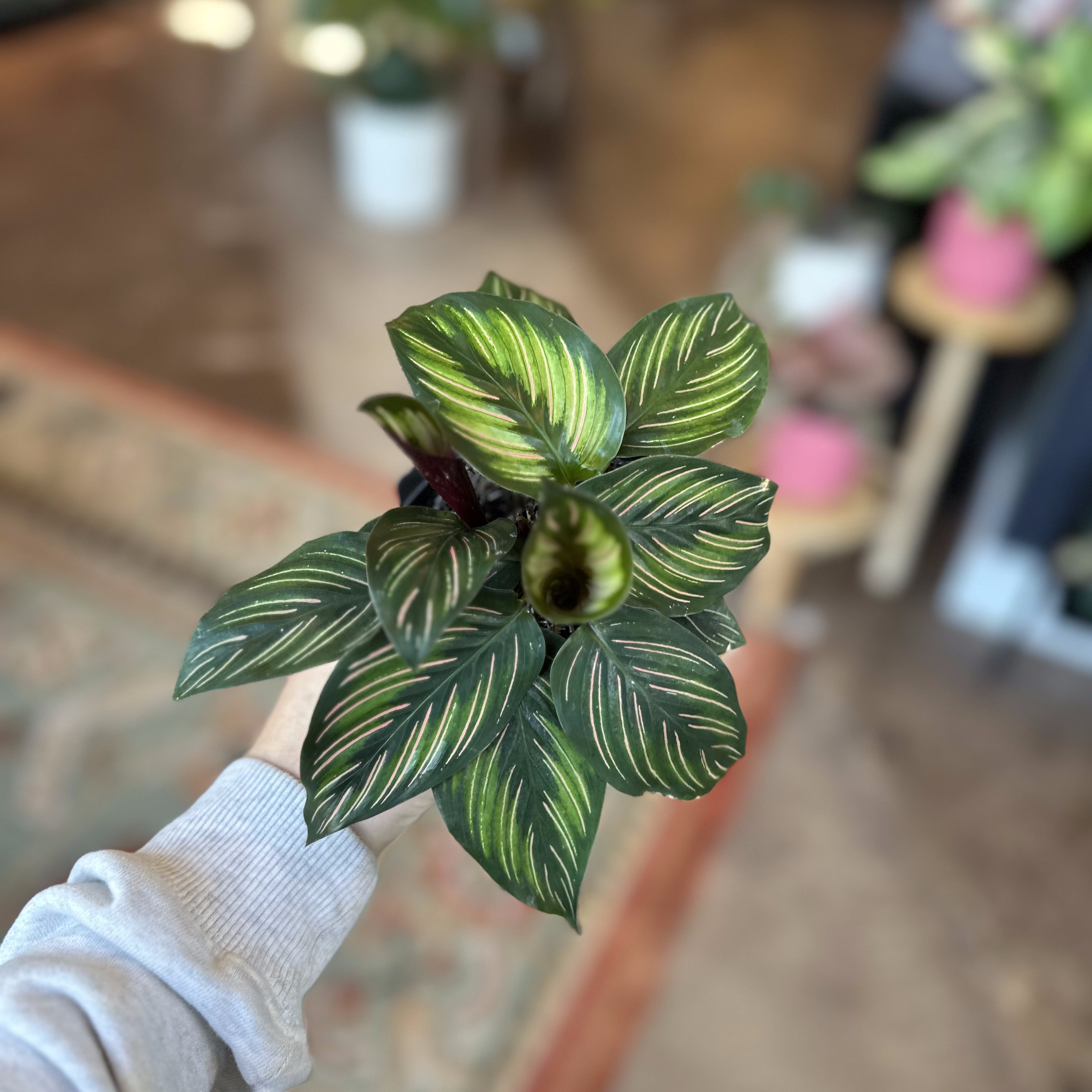 4" Calathea 'Beauty Star'