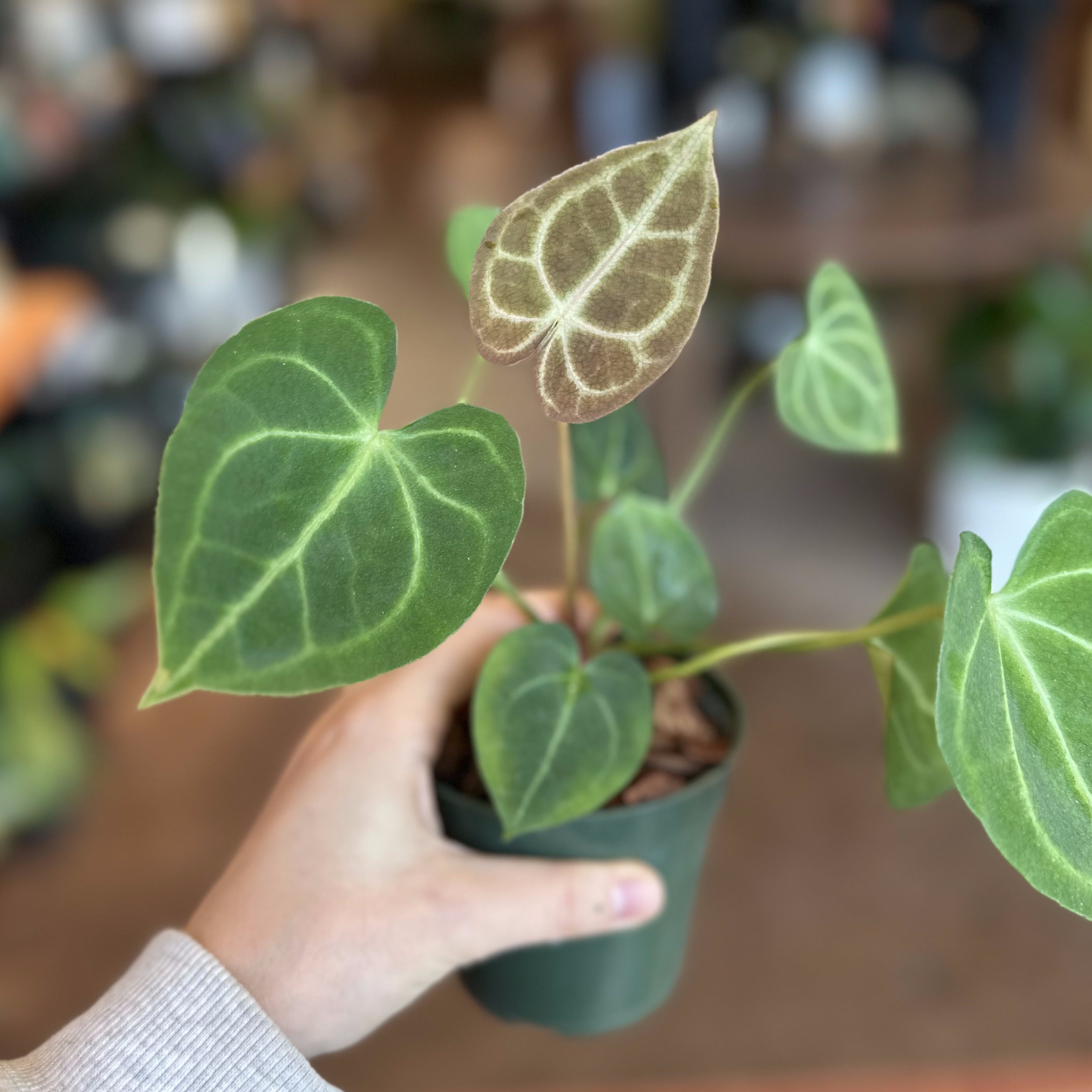 4" Anthurium Clarinervium
