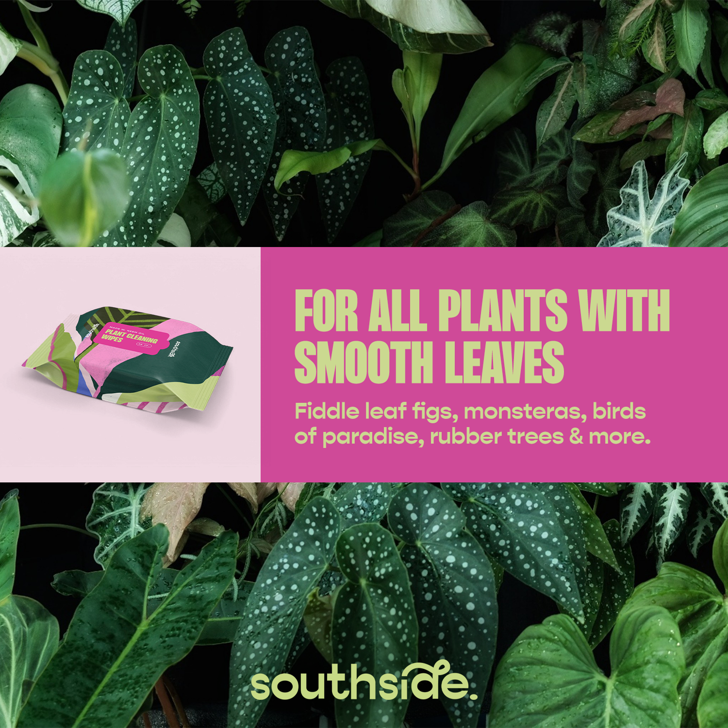 Houseplant Cleaning Wipes