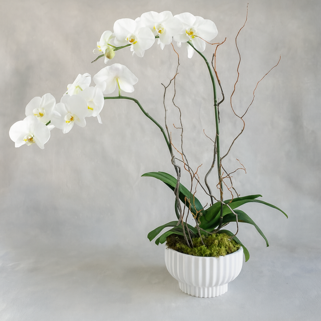 Classic Phalaenopsis Orchid