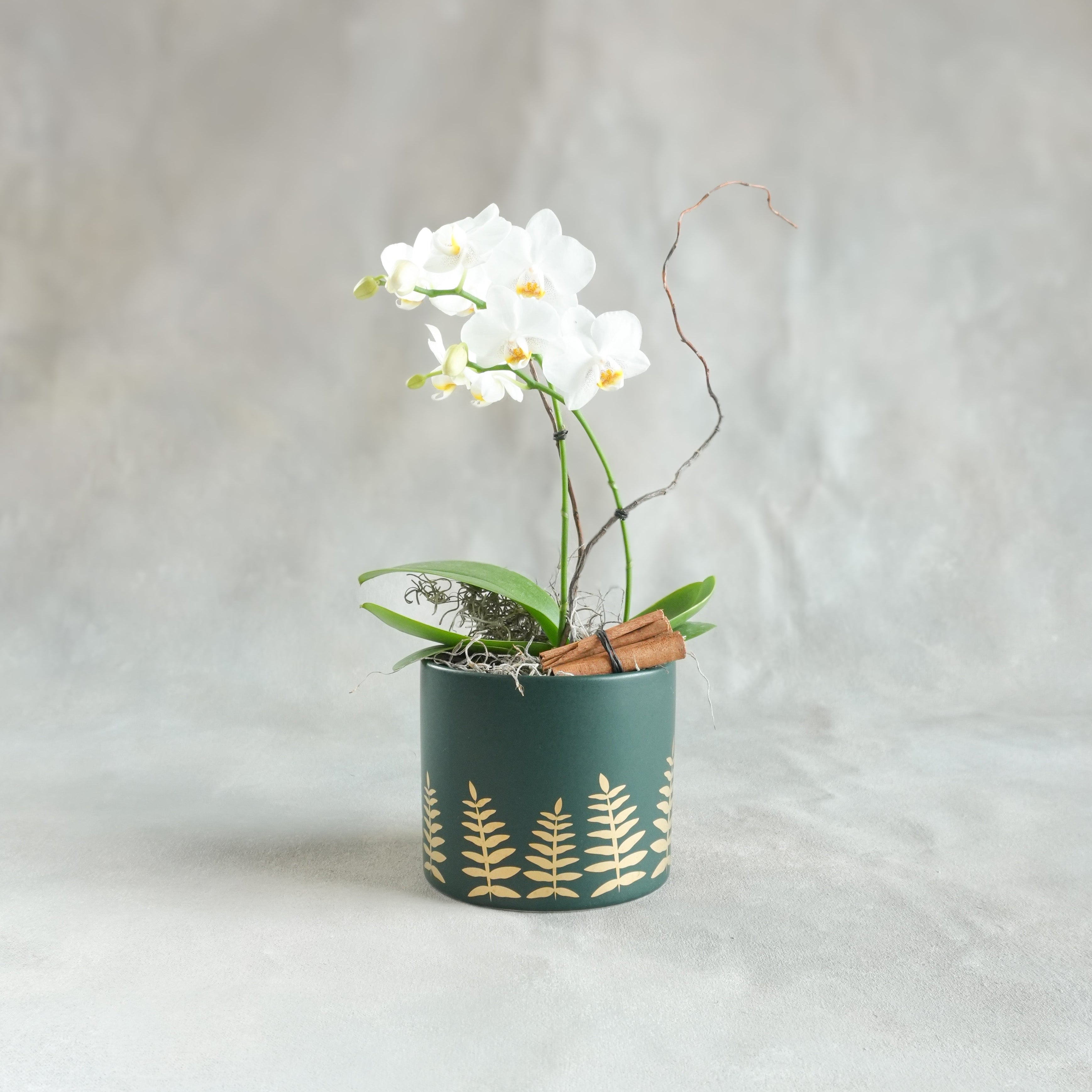 Mini Phalaenopsis | Midwinter Fern Pot