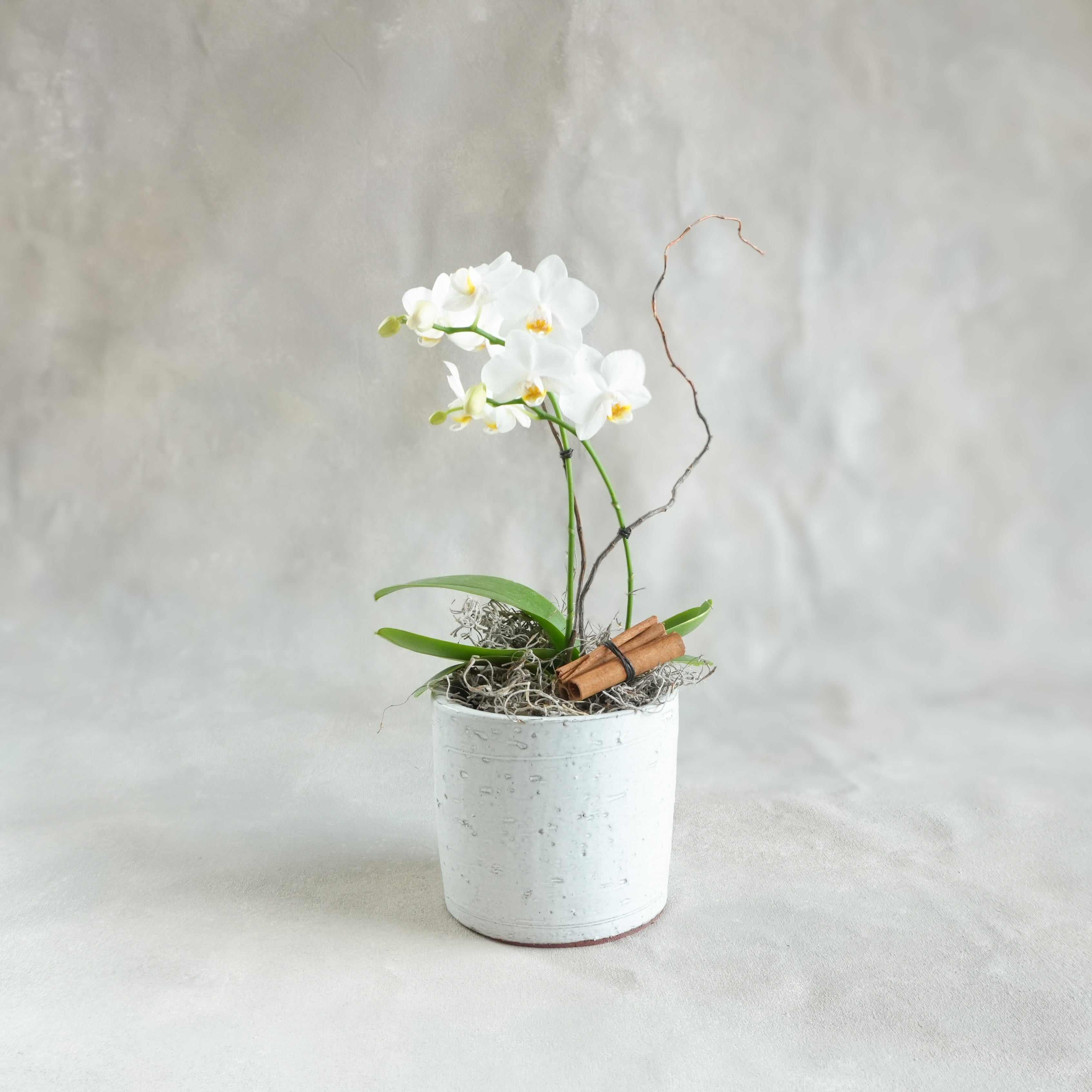 Seasonal Mini White Phalaenopsis Orchid planting in rustic white clay pot. Accented with spanish moss and a bundle of cinnamon sticks. 