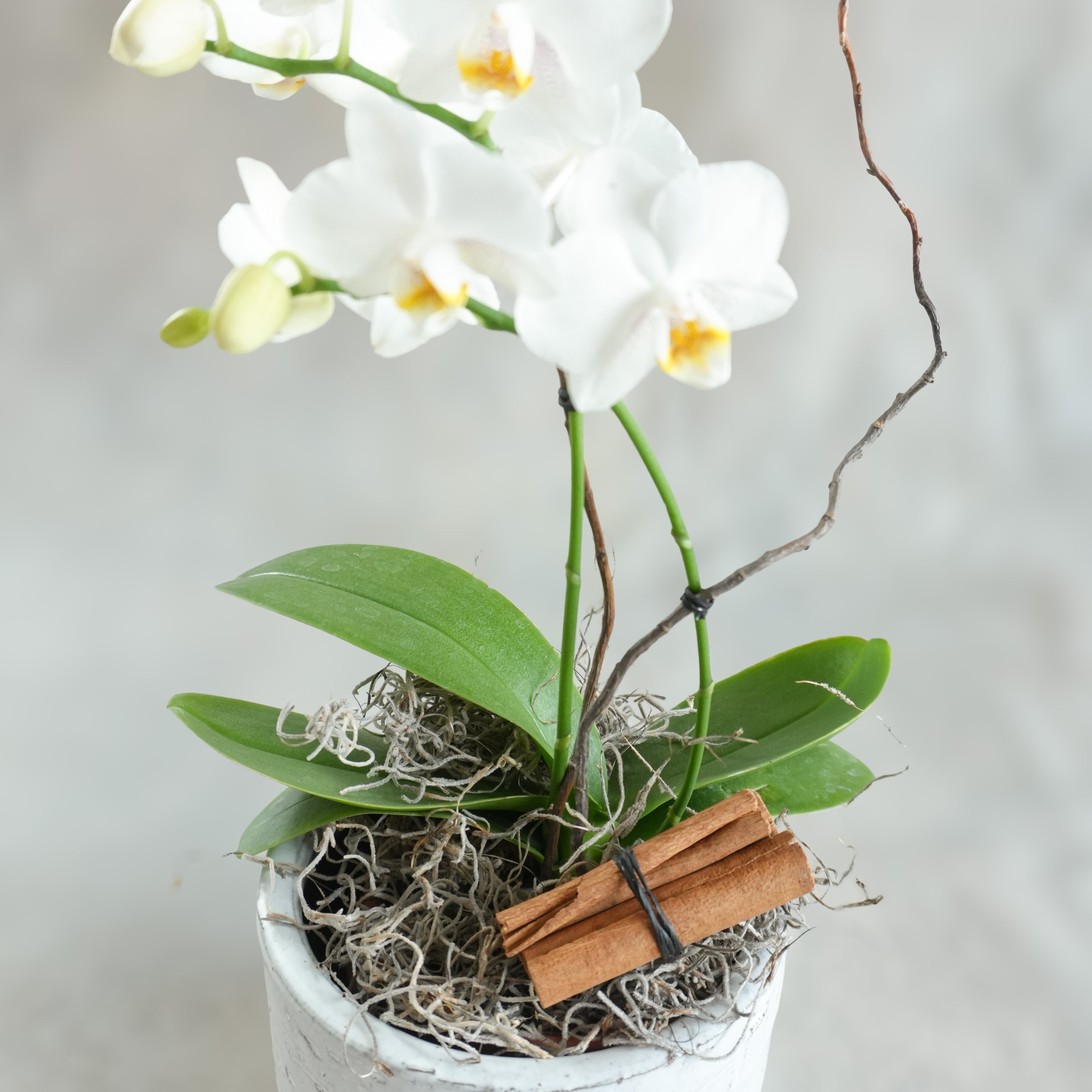Seasonal Mini White Phalaenopsis Orchid planting in rustic white clay pot. Accented with spanish moss and a bundle of cinnamon sticks. 