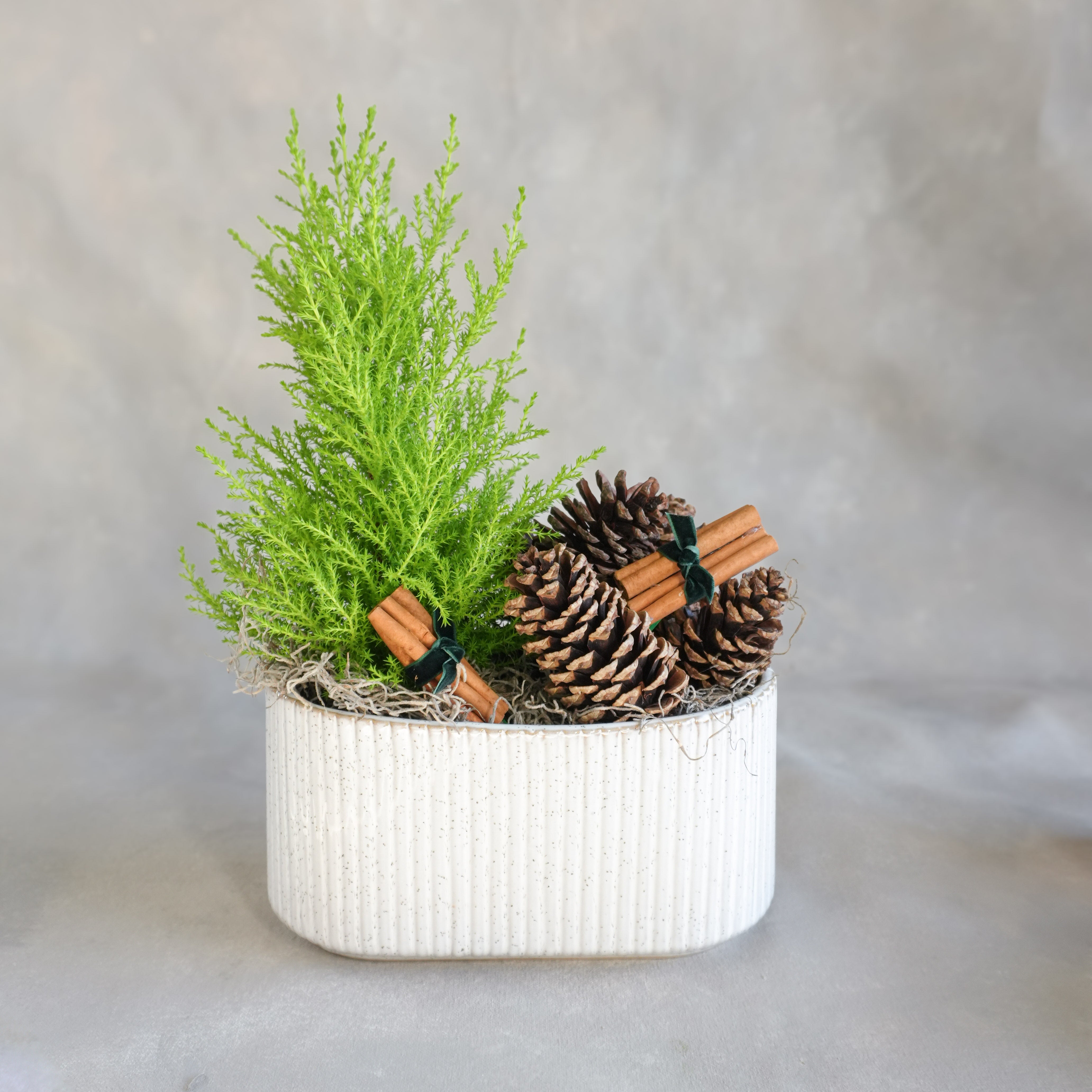 Holiday Planting | Lemon Cypress