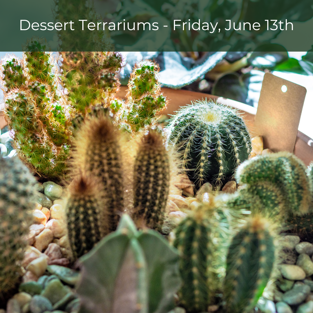 Dessert Terrarium Building Workshop- June 13th @ 6:30pm