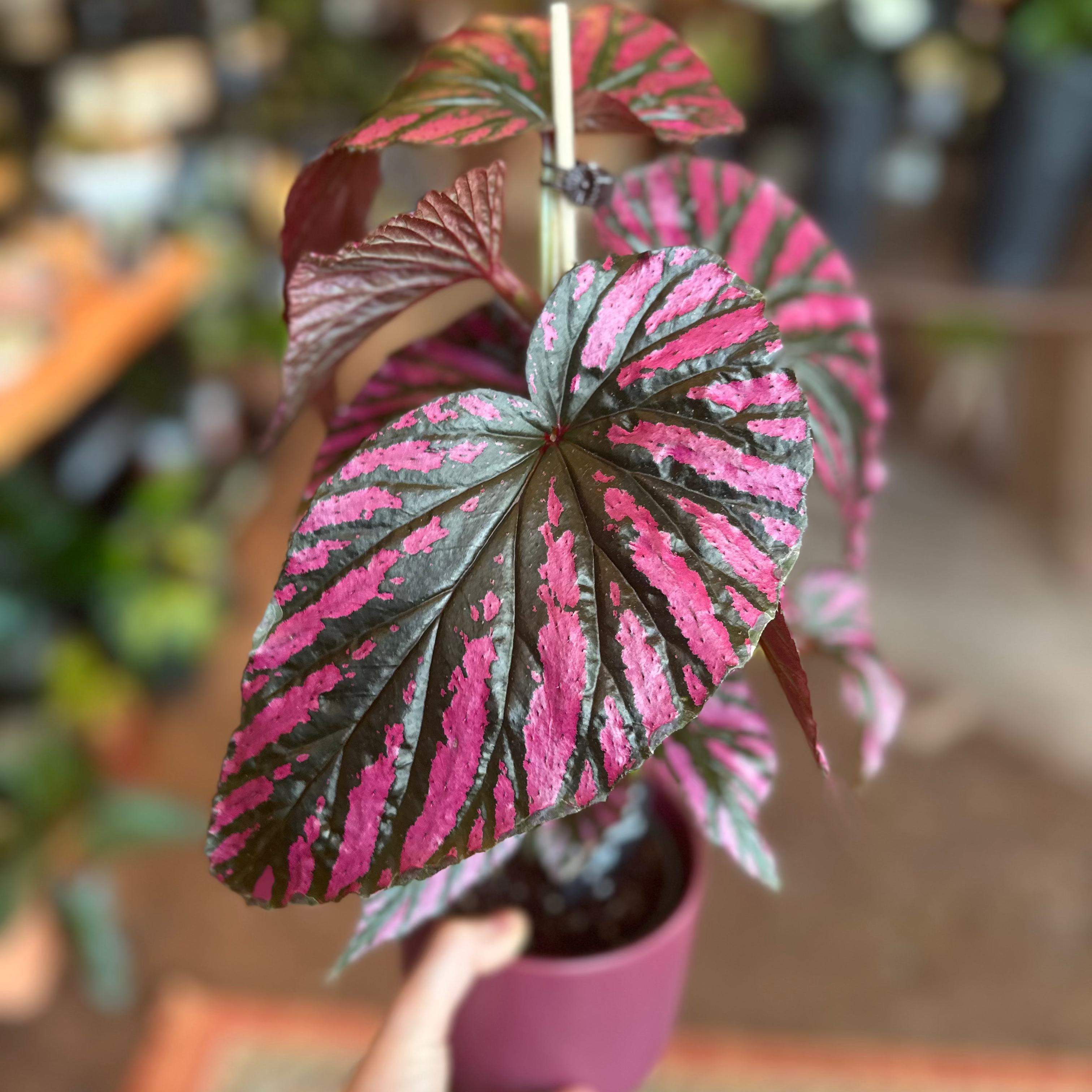 4" Begonia Brevirimosa 'Exotica'